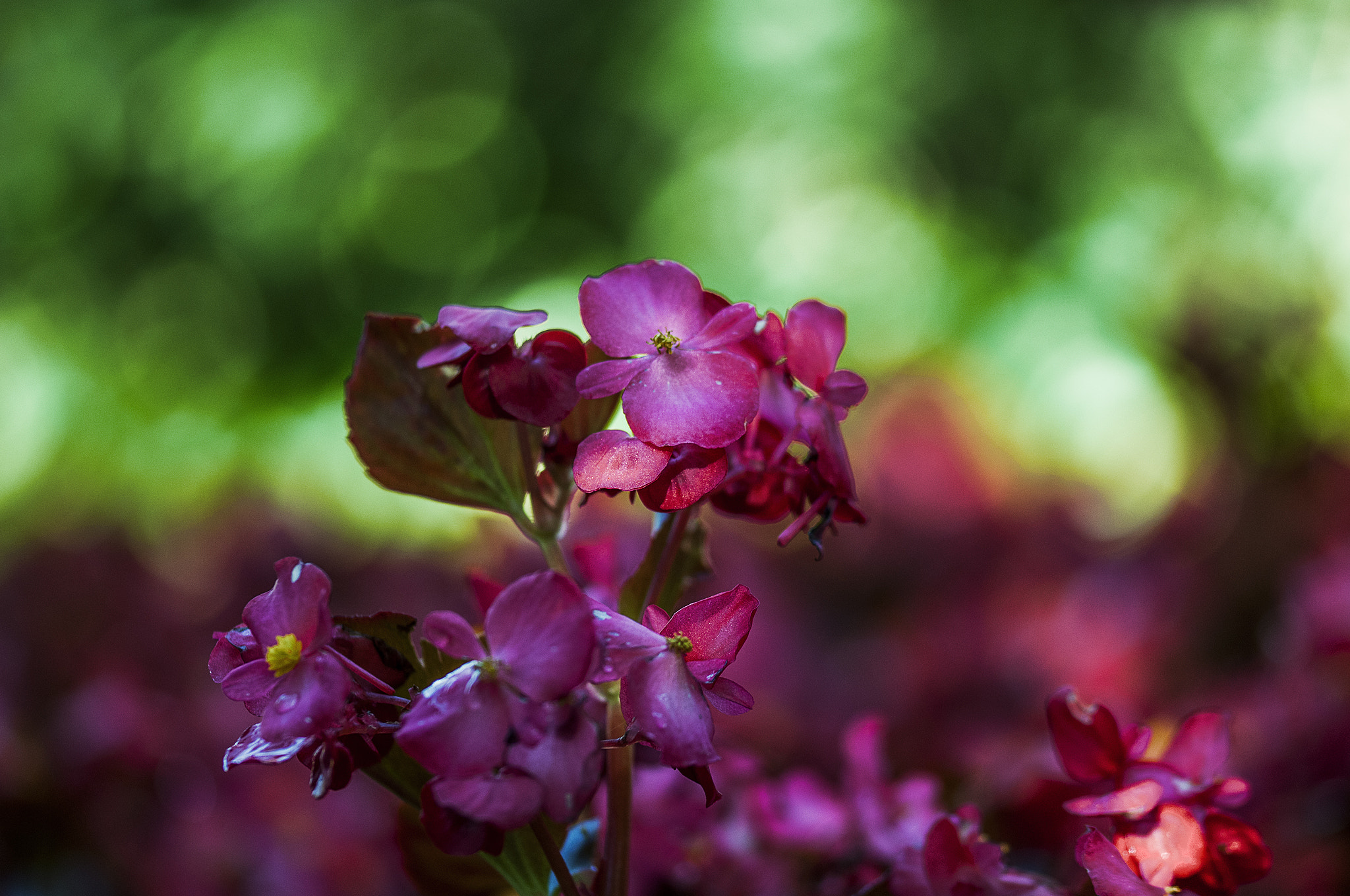 Sigma 105mm F2.8 EX DG OS HSM sample photo. Ro001 photography