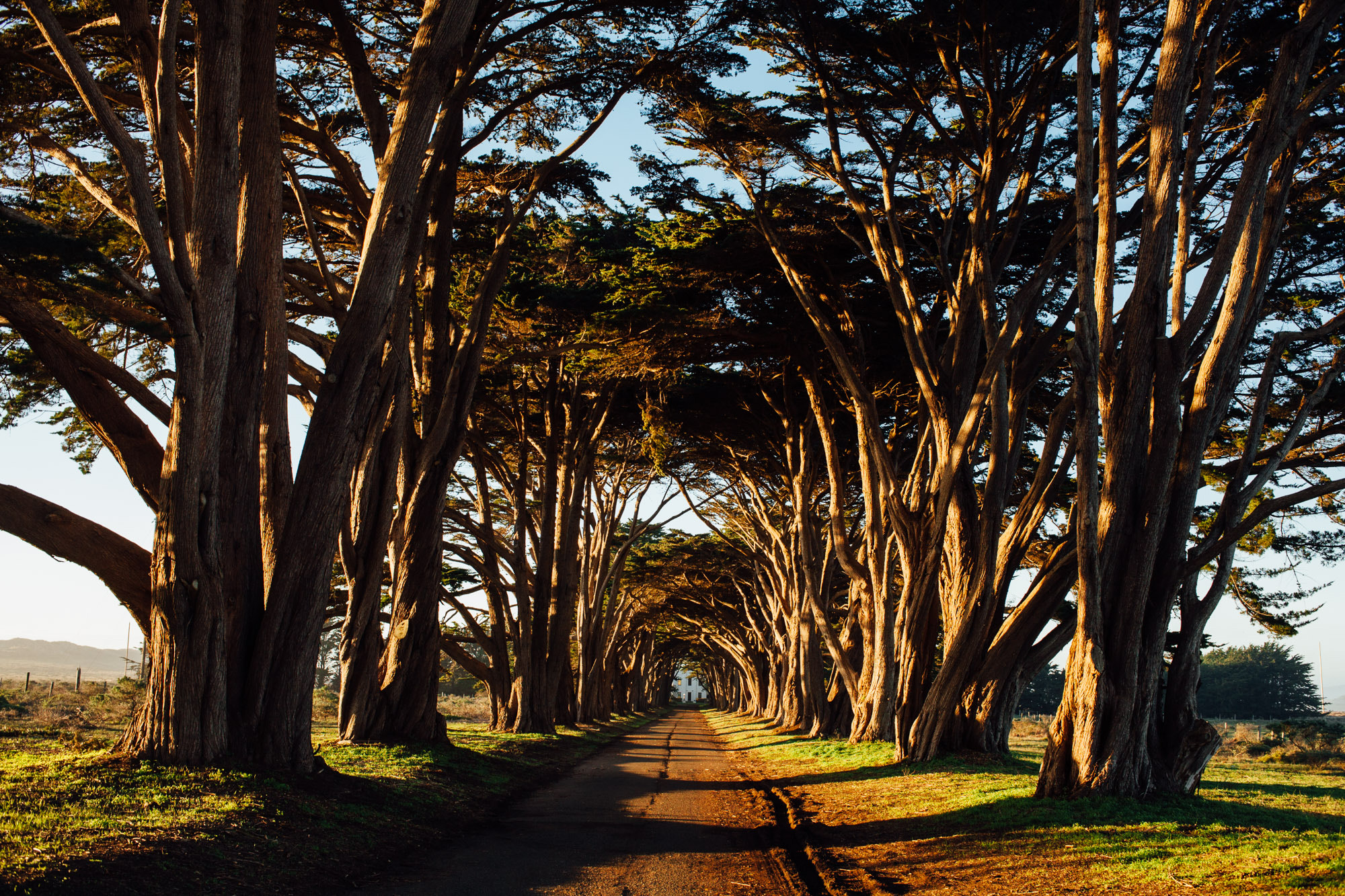 Canon EOS 5D + Canon EF 35mm F2 sample photo. Cypress tree tunnel photography