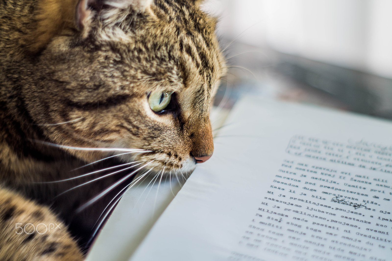 Sony Alpha a5000 (ILCE 5000) + Minolta AF 50mm F1.7 sample photo. Cat reading book photography