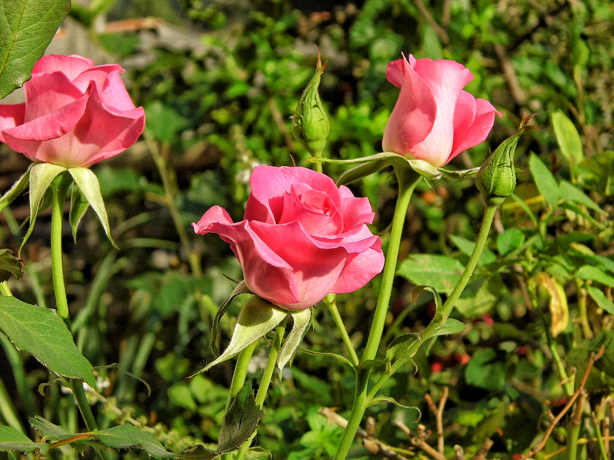 Benq GH600 sample photo