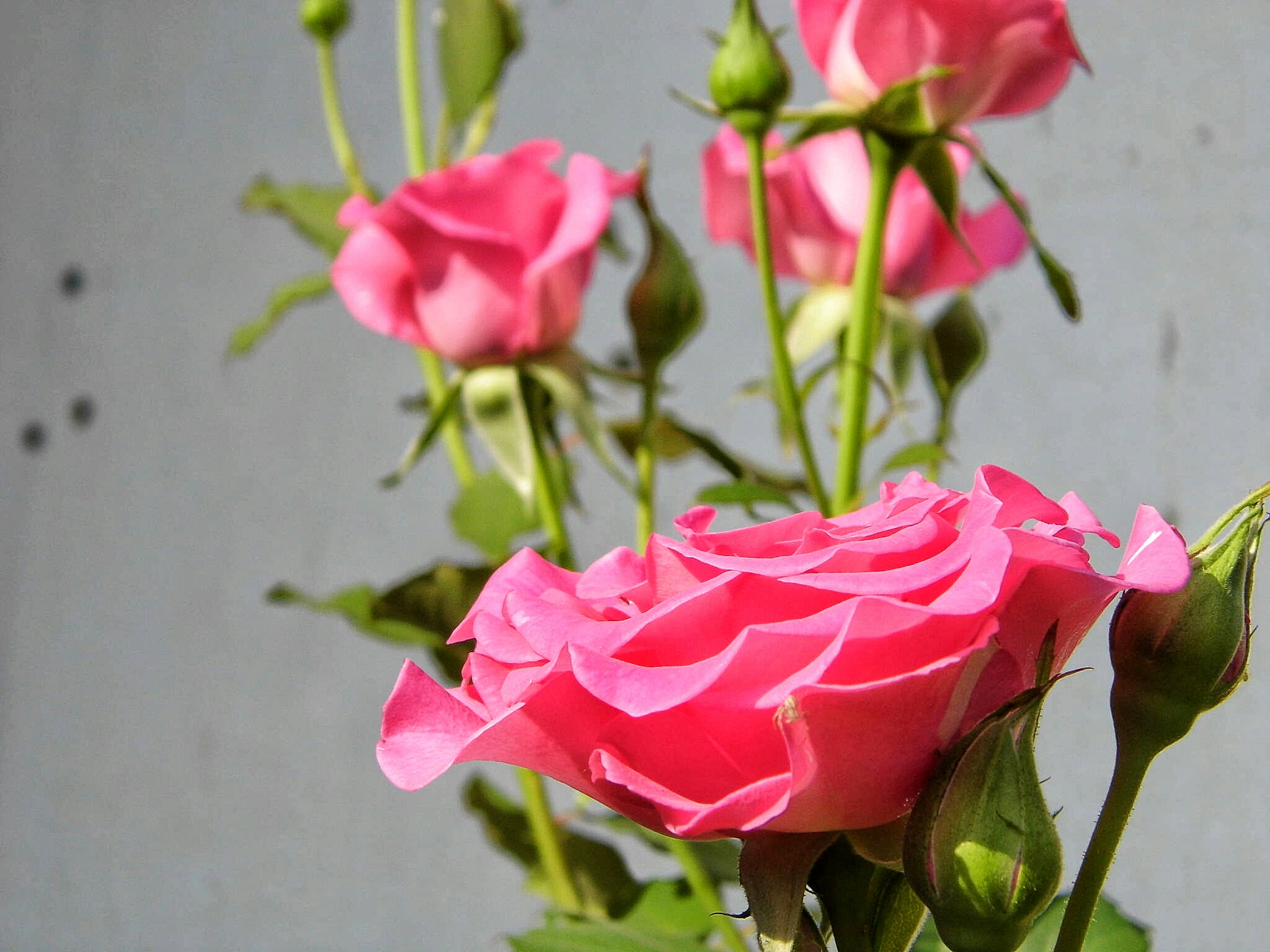 Benq GH600 sample photo