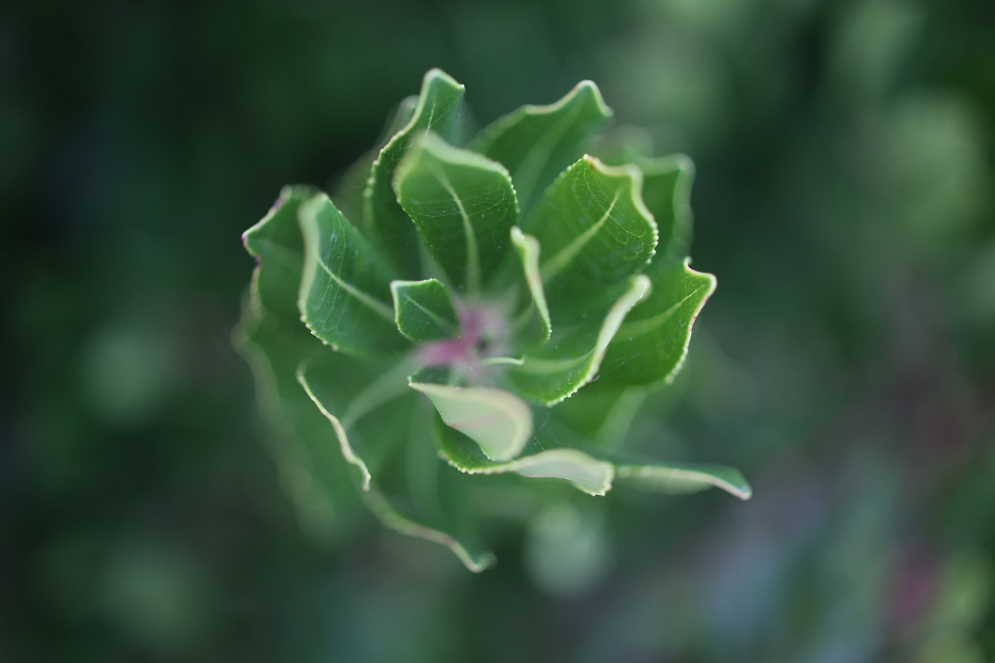 ZEISS Makro-Planar T* 50mm F2 sample photo