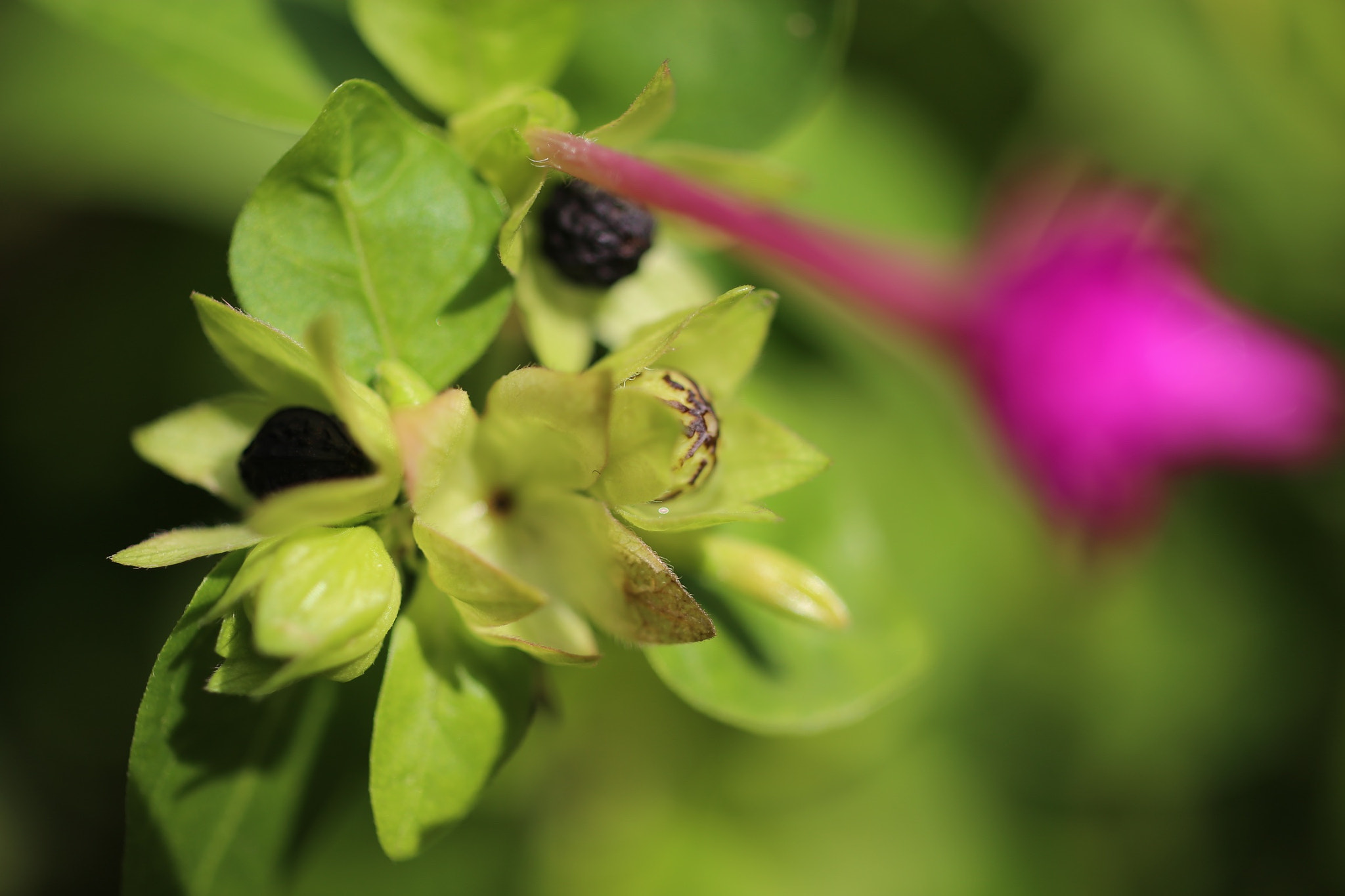 ZEISS Makro-Planar T* 50mm F2 sample photo