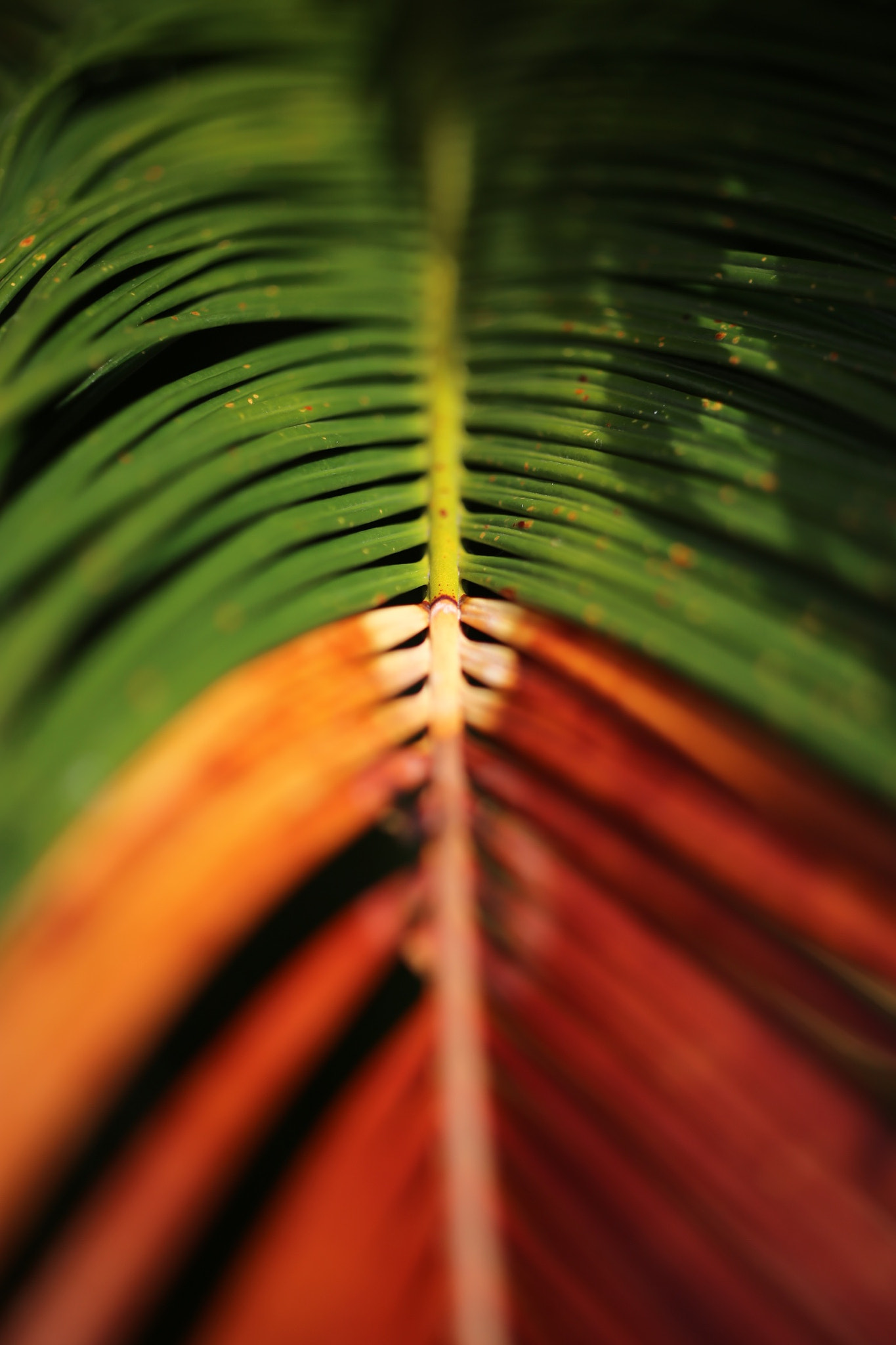 ZEISS Makro-Planar T* 50mm F2 sample photo
