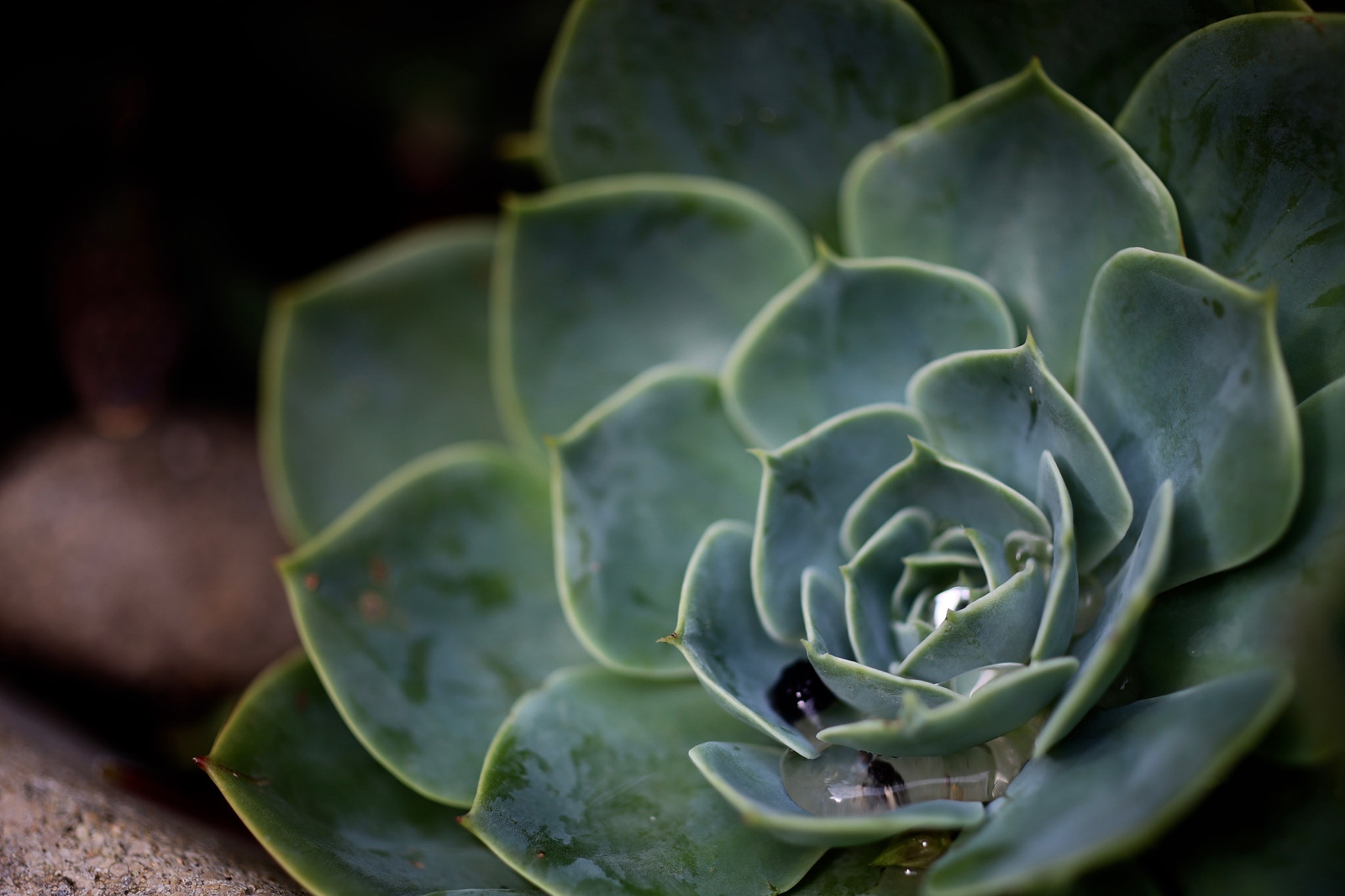 ZEISS Makro-Planar T* 50mm F2 sample photo