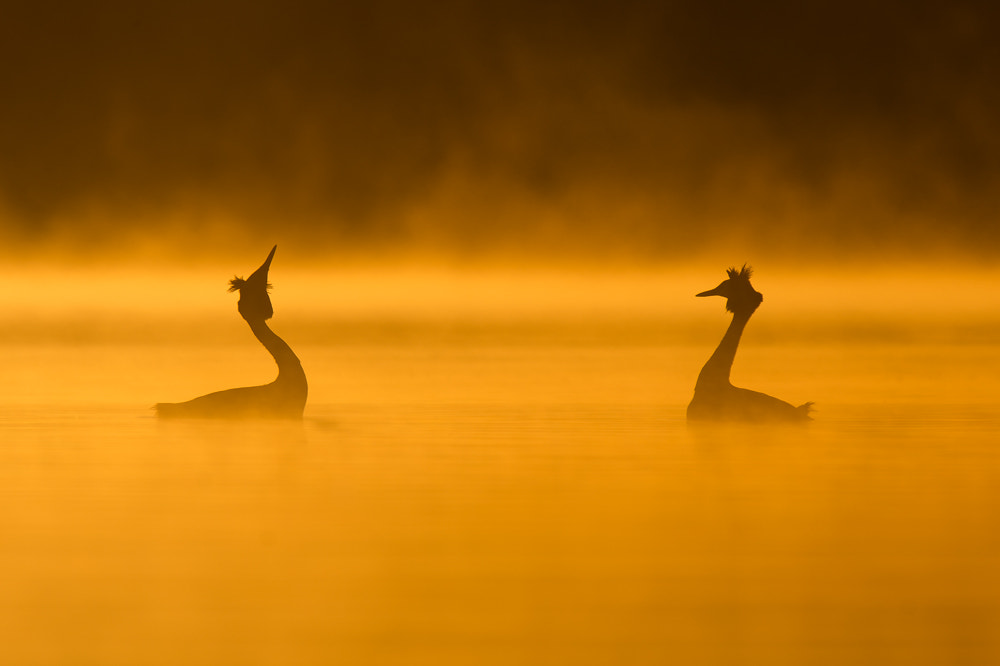 Nikon D600 + Nikon AF-S Nikkor 300mm F4D ED-IF sample photo. Great crested grebe photography