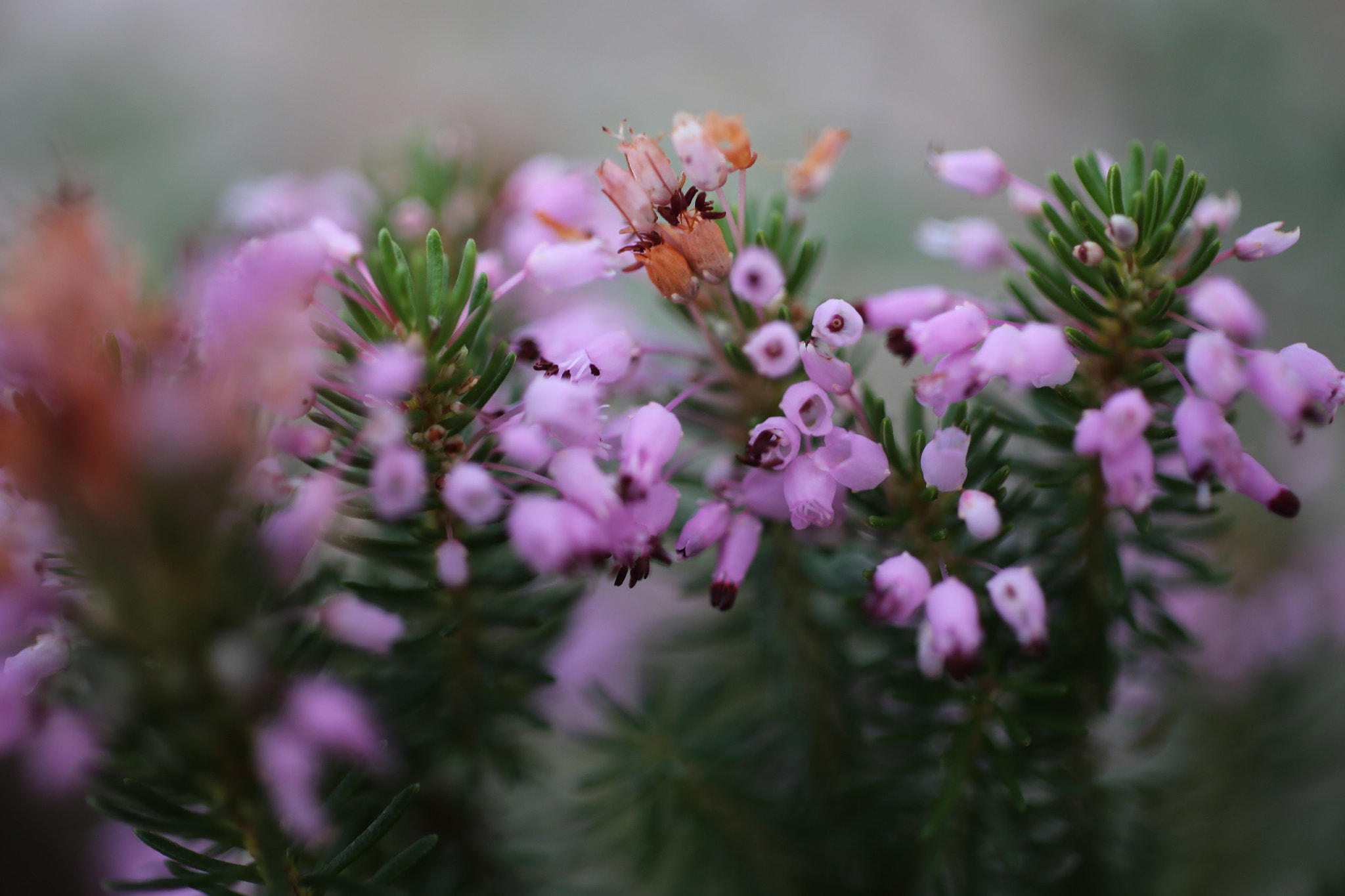 ZEISS Makro-Planar T* 50mm F2 sample photo