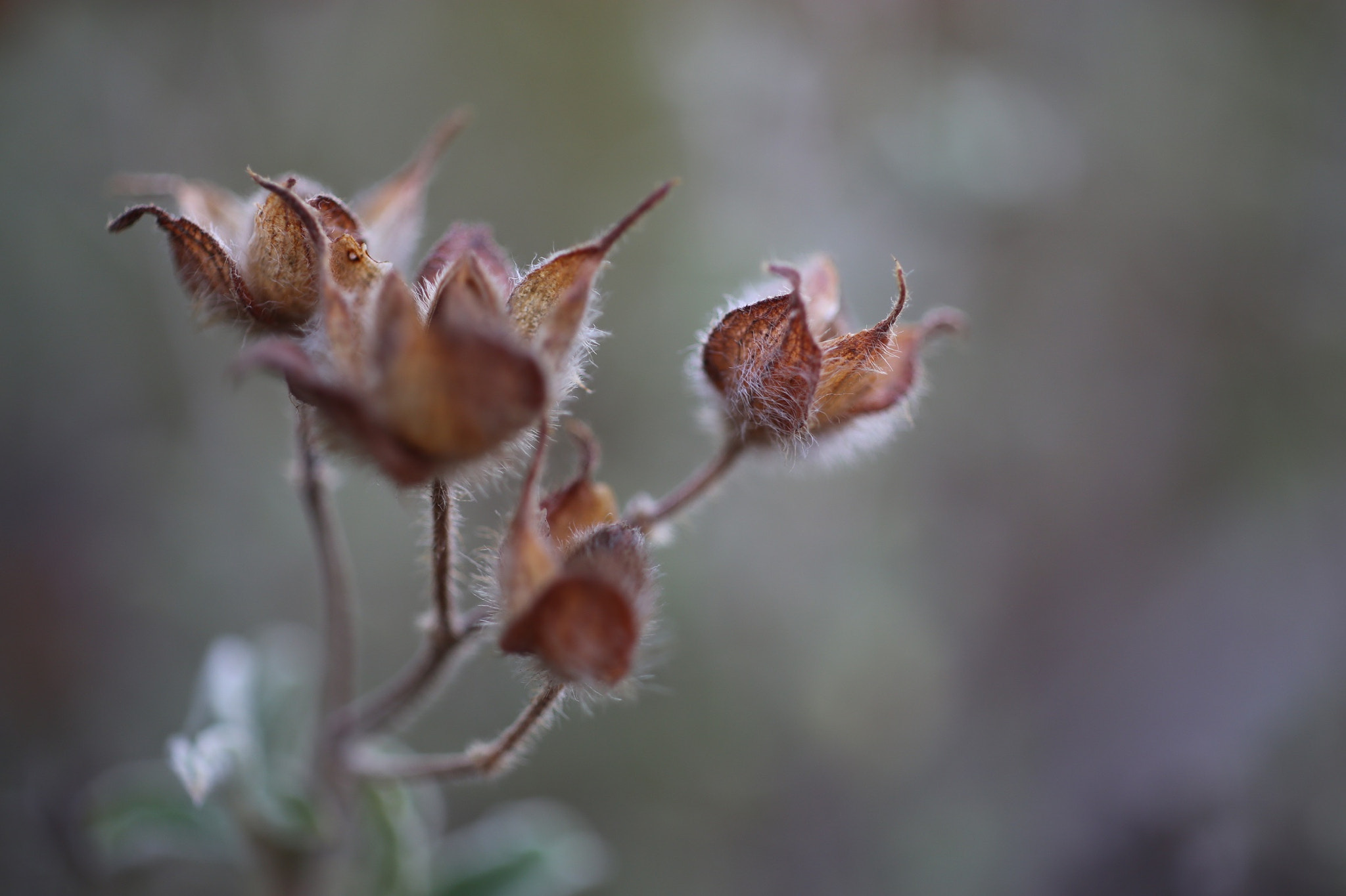 ZEISS Makro-Planar T* 50mm F2 sample photo