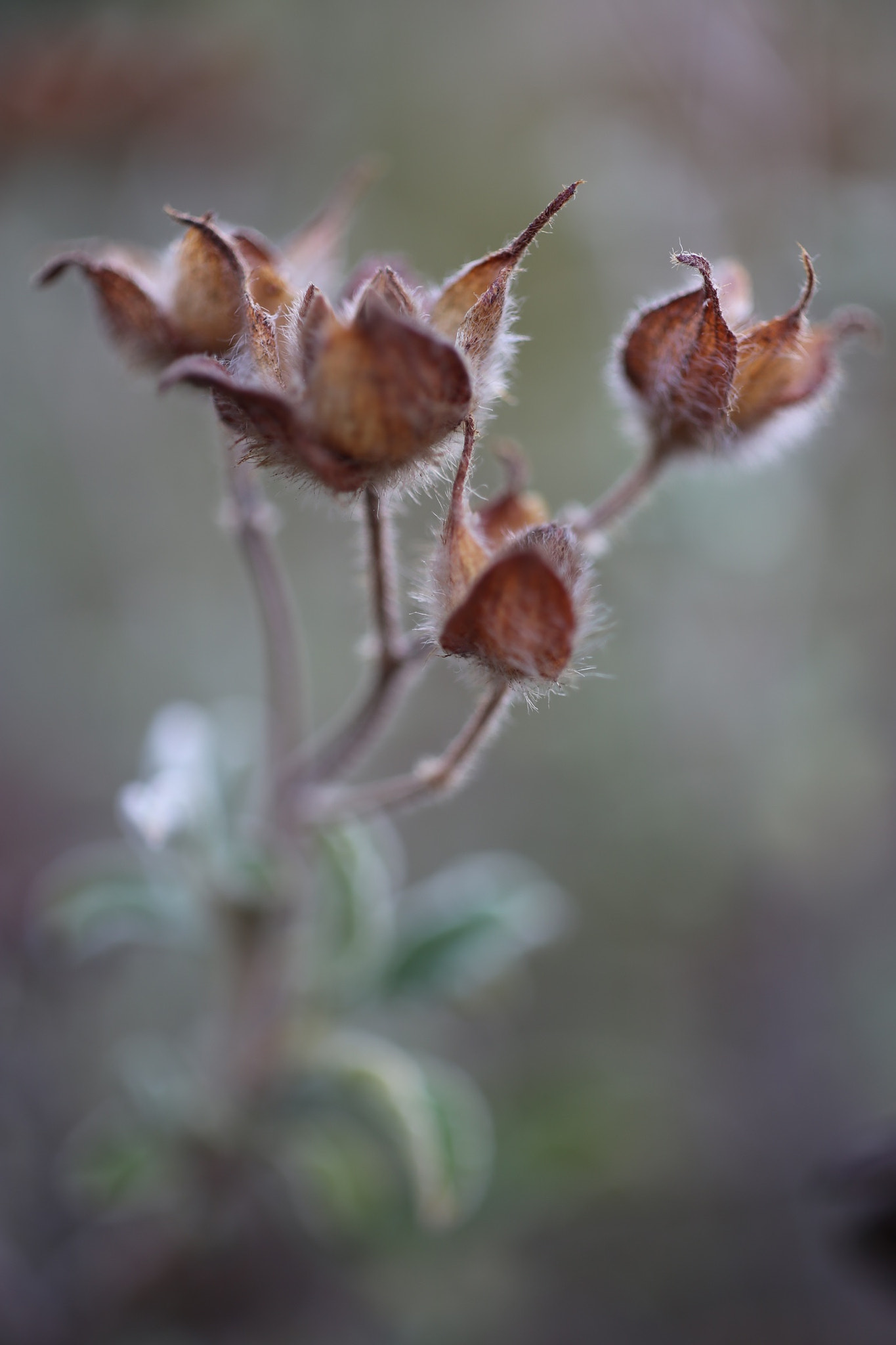 ZEISS Makro-Planar T* 50mm F2 sample photo