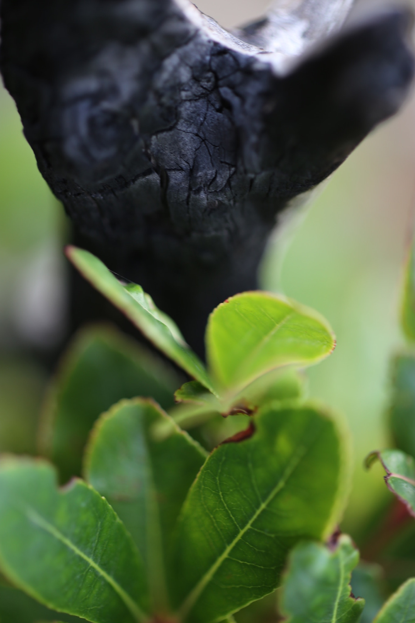 ZEISS Makro-Planar T* 50mm F2 sample photo