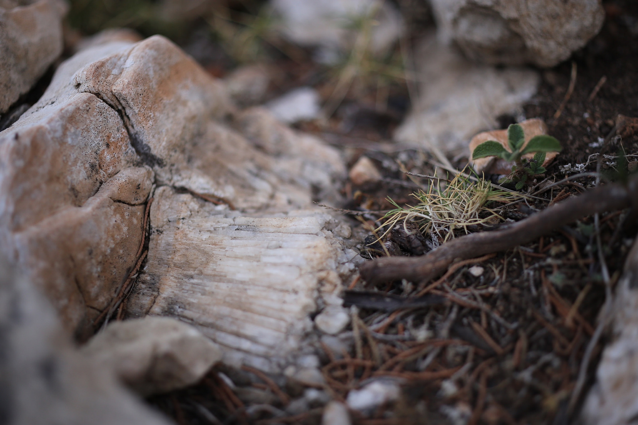 ZEISS Makro-Planar T* 50mm F2 sample photo