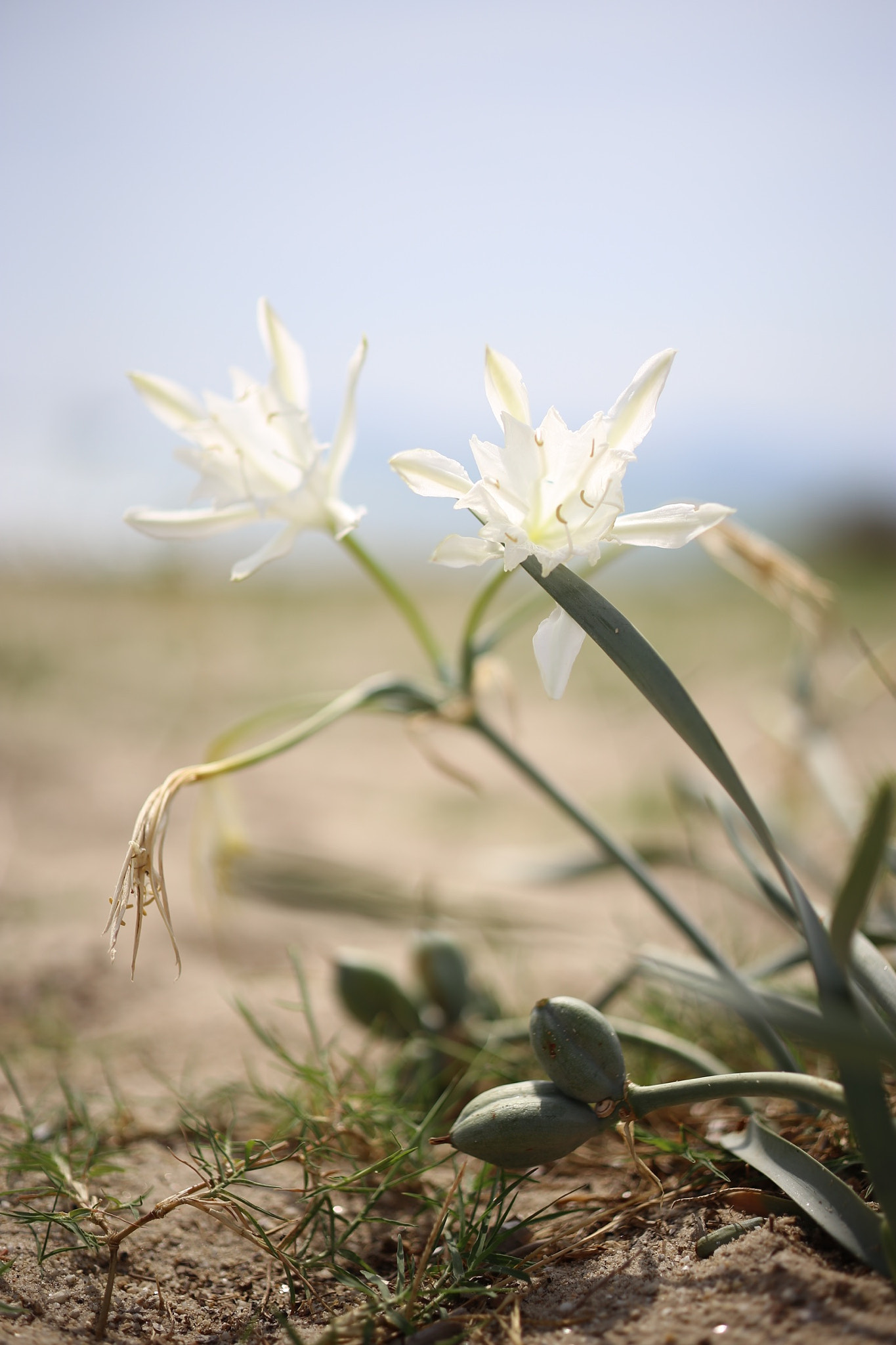 ZEISS Makro-Planar T* 50mm F2 sample photo
