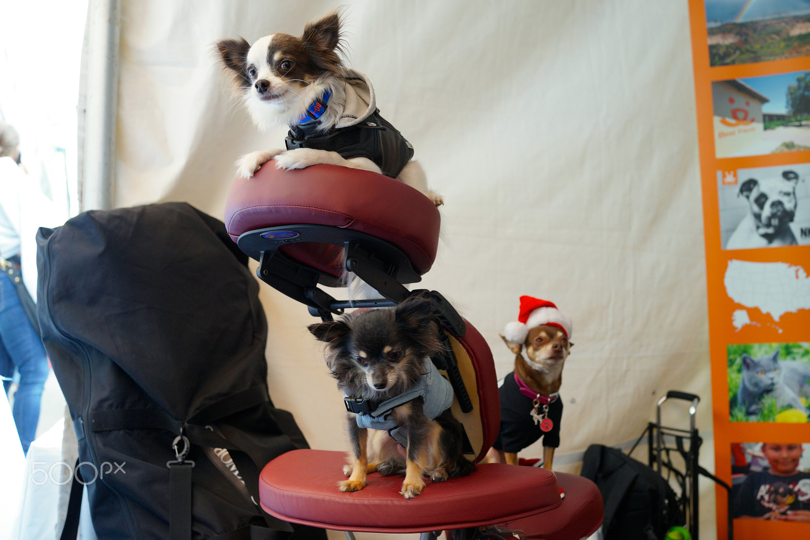Sony Cyber-shot DSC-RX1R + Sony 35mm F2.0 sample photo. 3 dog night photography