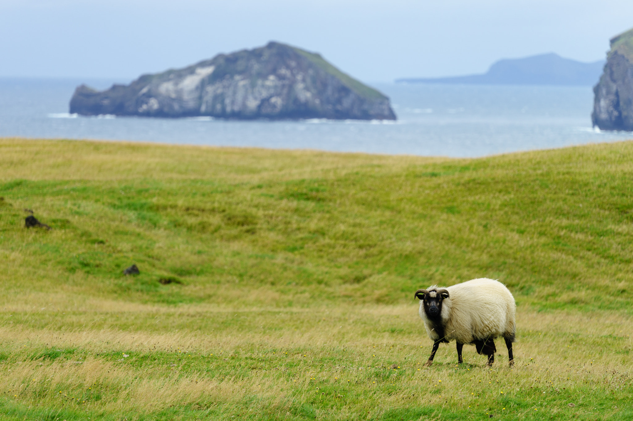 Sony a7 sample photo. Vestmannaeyjar iceland photography