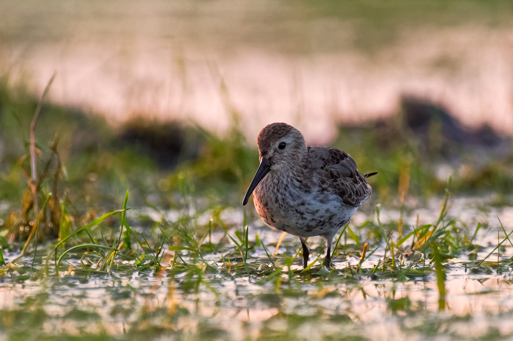 Pentax K-3 sample photo. Dunlin / myrsnipe / calidris alpina photography
