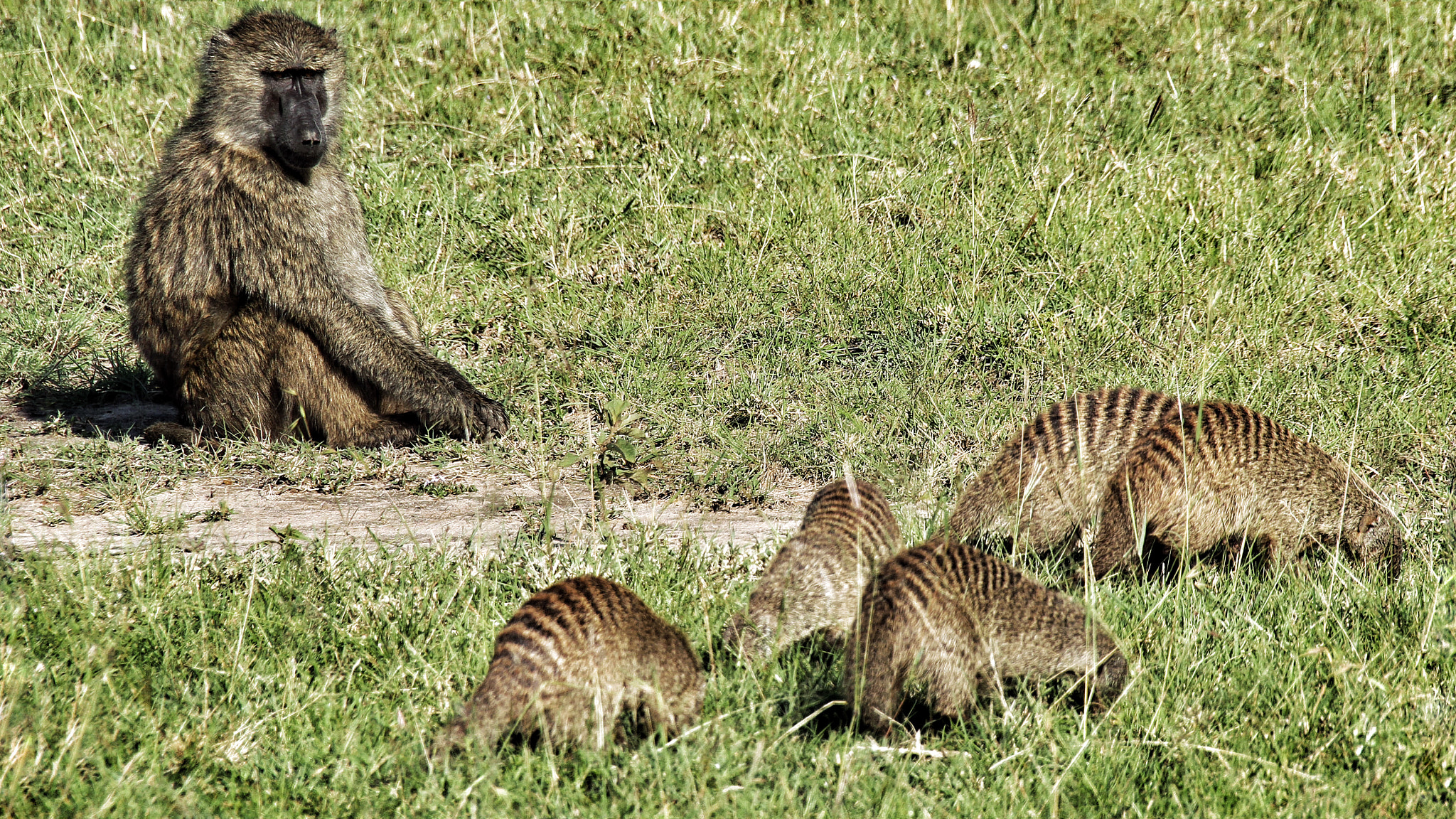 Canon EF 75-300mm F4.0-5.6 IS USM sample photo