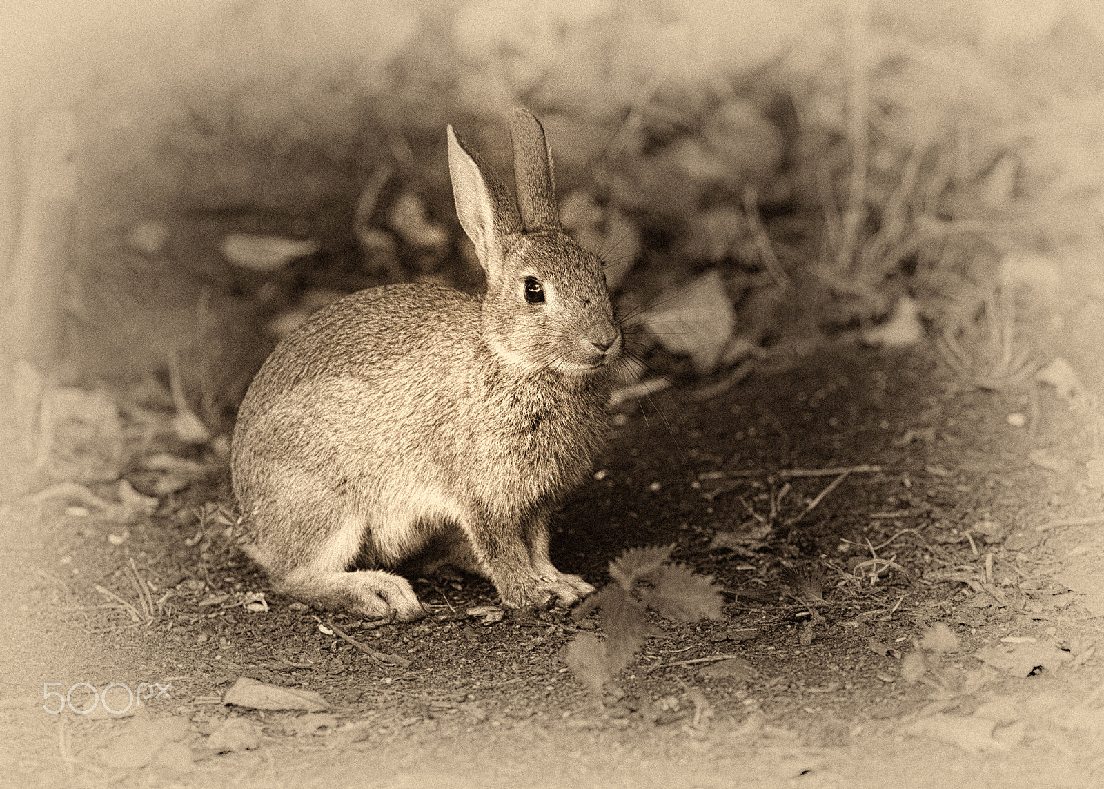 Canon EF 500mm F4L IS II USM sample photo. Peter rabbit photography