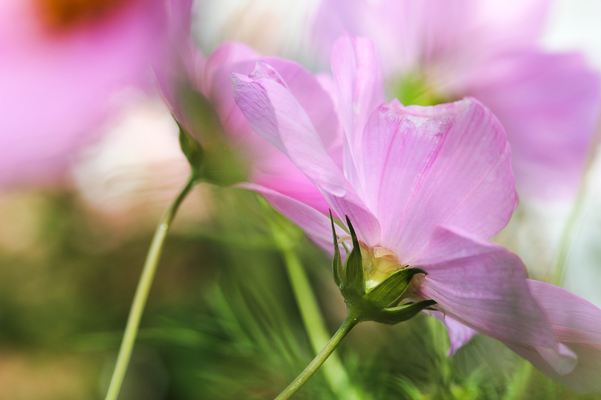 Canon EOS 60D + Sigma 105mm F2.8 EX DG Macro sample photo. Beautiful -belles photography