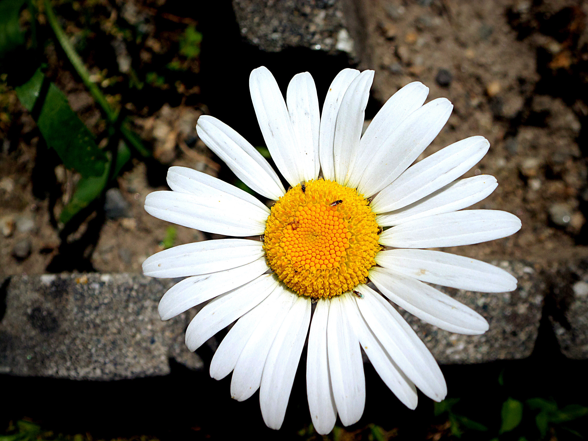 Samsung WB30F/WB31F/WB32F sample photo