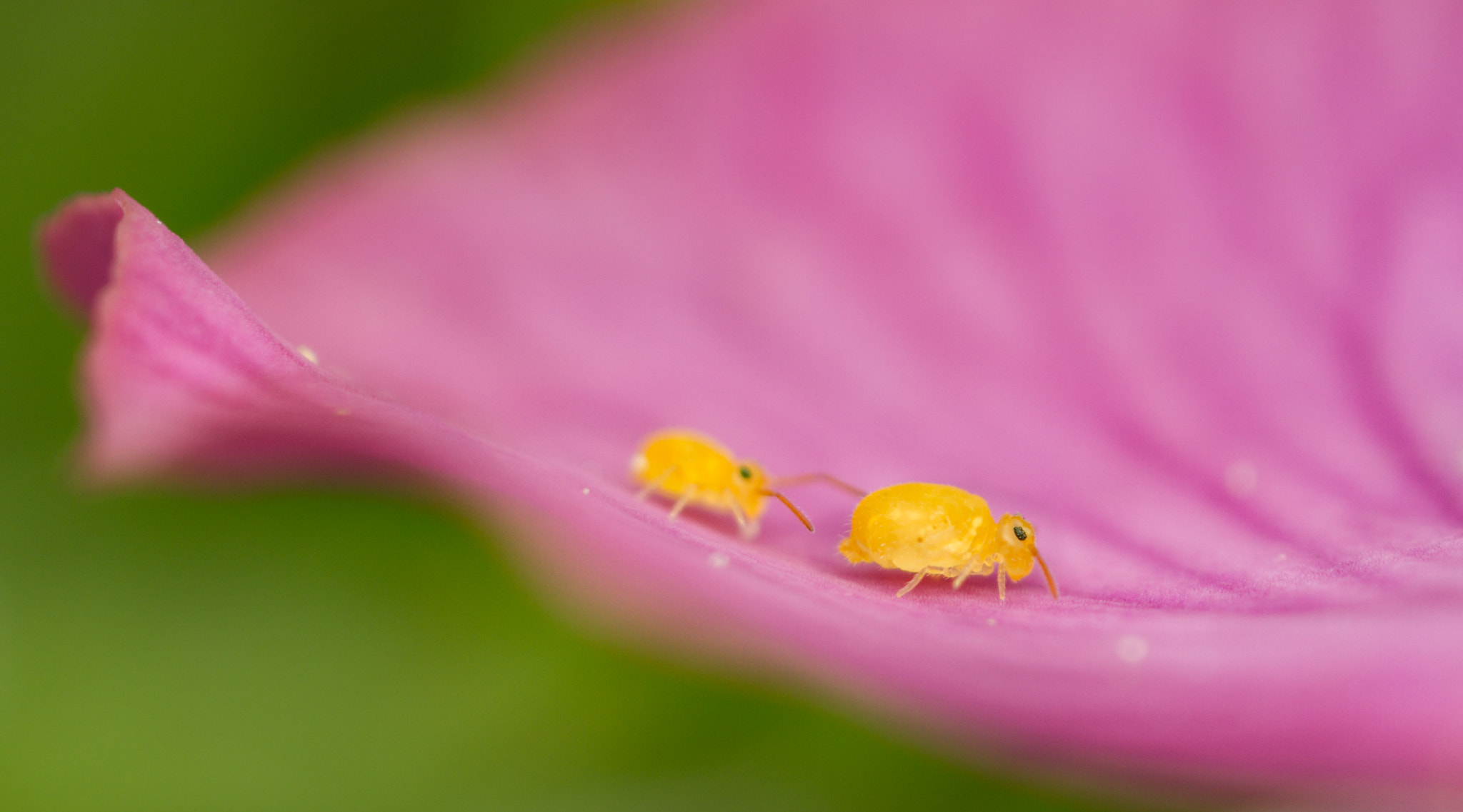 Canon MP-E 65mm F2.5 1-5x Macro Photo sample photo. Playing hard to get photography
