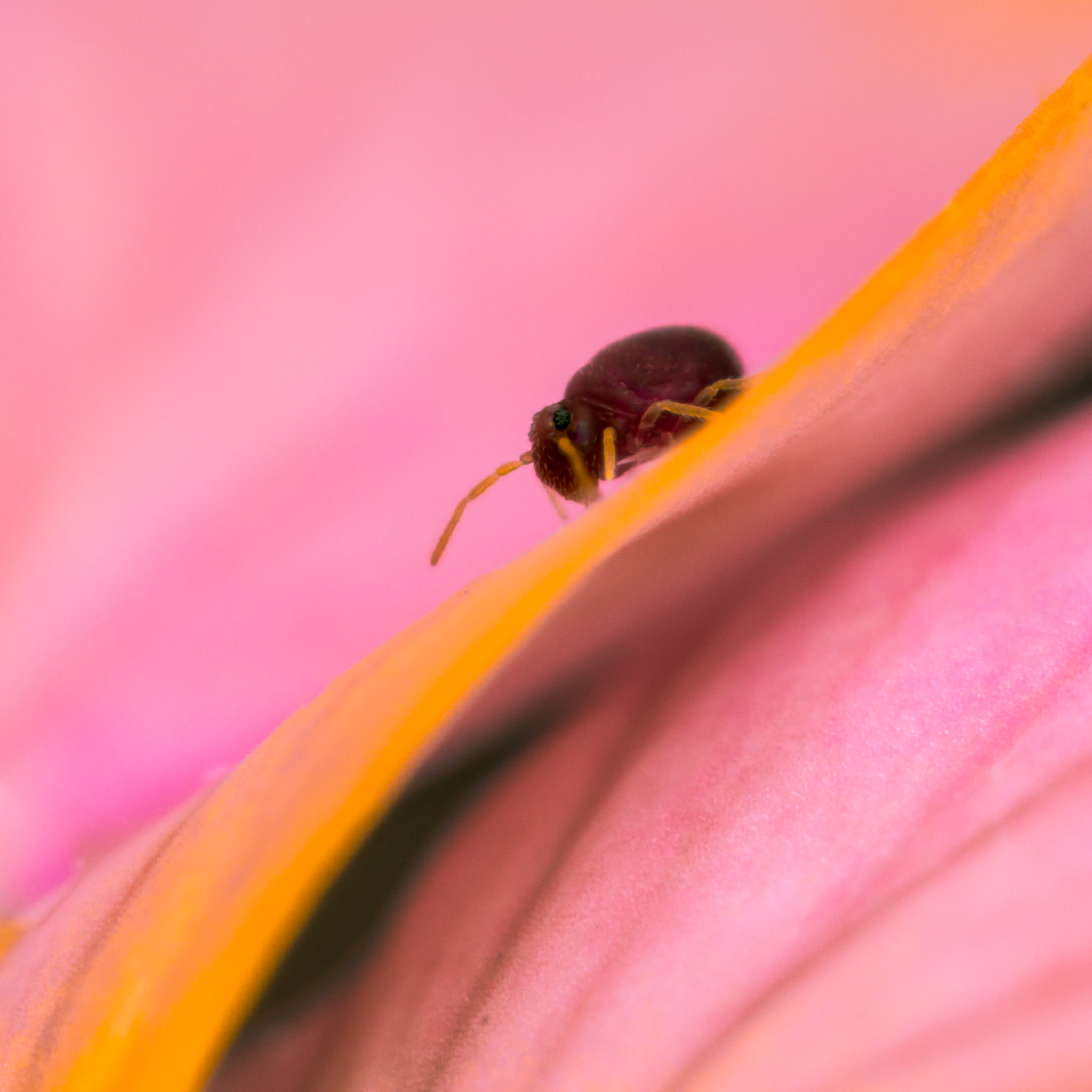 Canon MP-E 65mm F2.5 1-5x Macro Photo sample photo. Deuterosminthurus pallipes photography