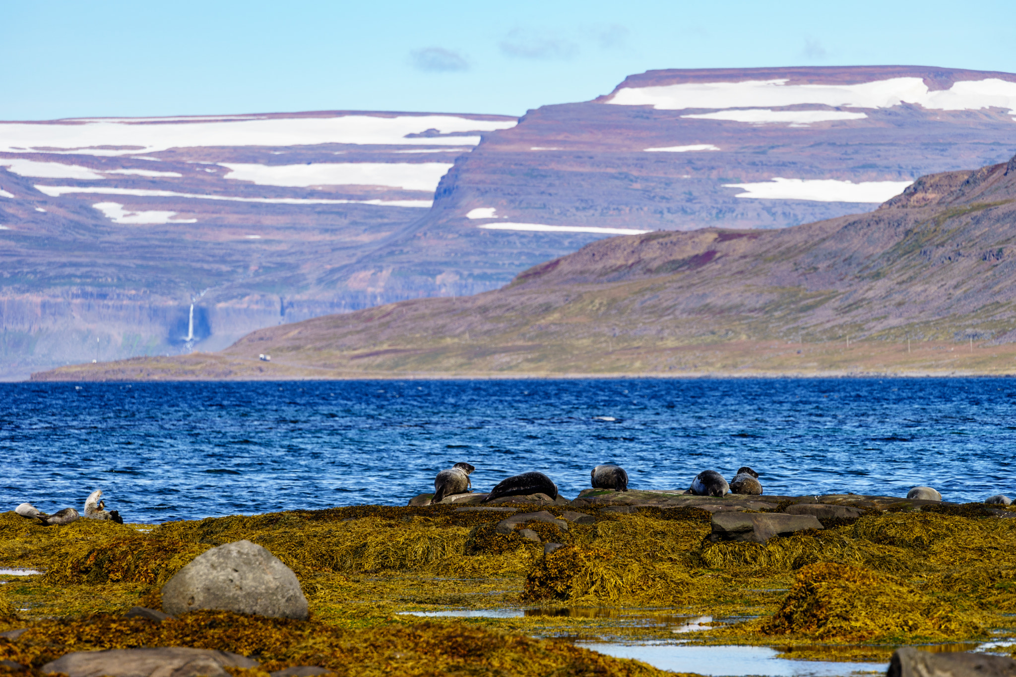 Sony FE 70-300mm F4.5-5.6 G OSS sample photo. Seals in the fjords photography