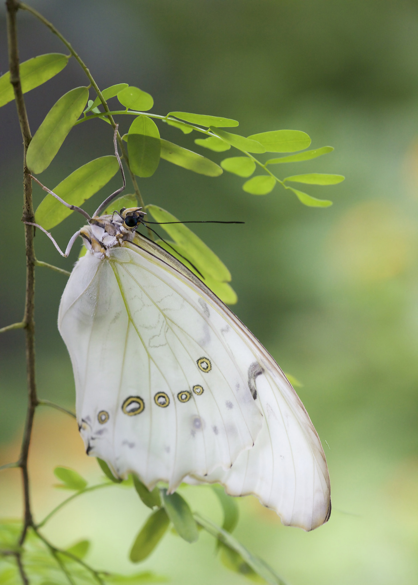 Sigma APO Macro 150mm f/2.8 EX DG HSM sample photo. White morpho photography