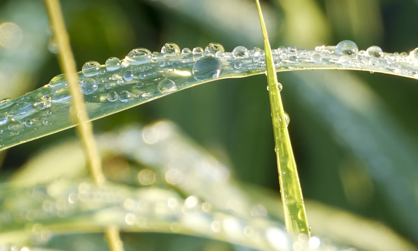 Panasonic Lumix DMC-GH1 sample photo. Drops photography