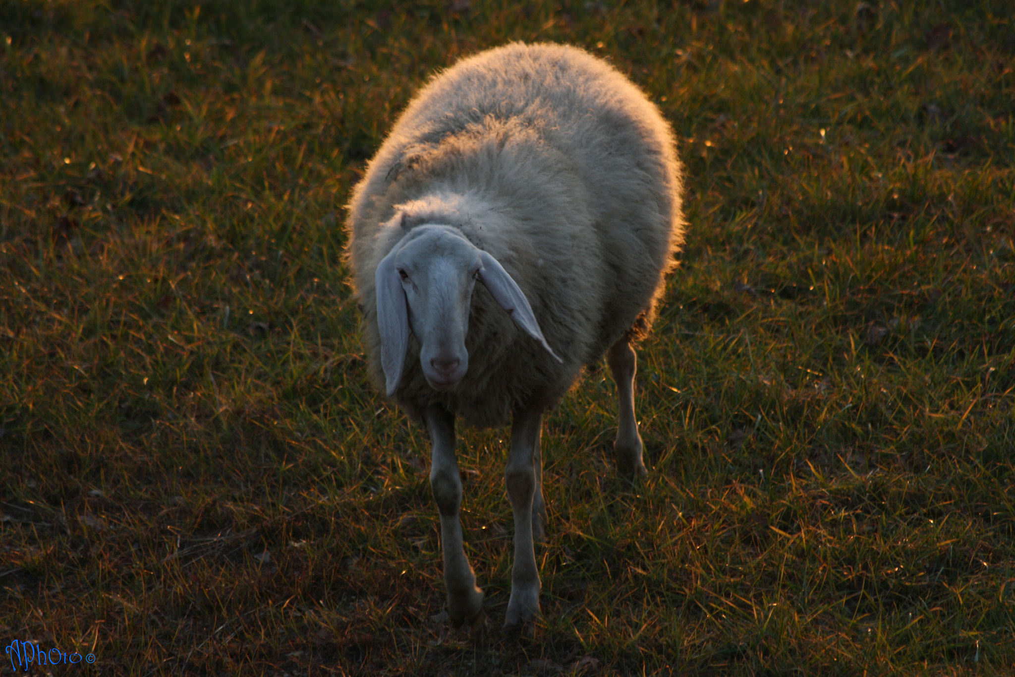 Canon EOS 1000D (EOS Digital Rebel XS / EOS Kiss F) + Canon EF 70-300mm F4-5.6 IS USM sample photo. Lonely sheep photography