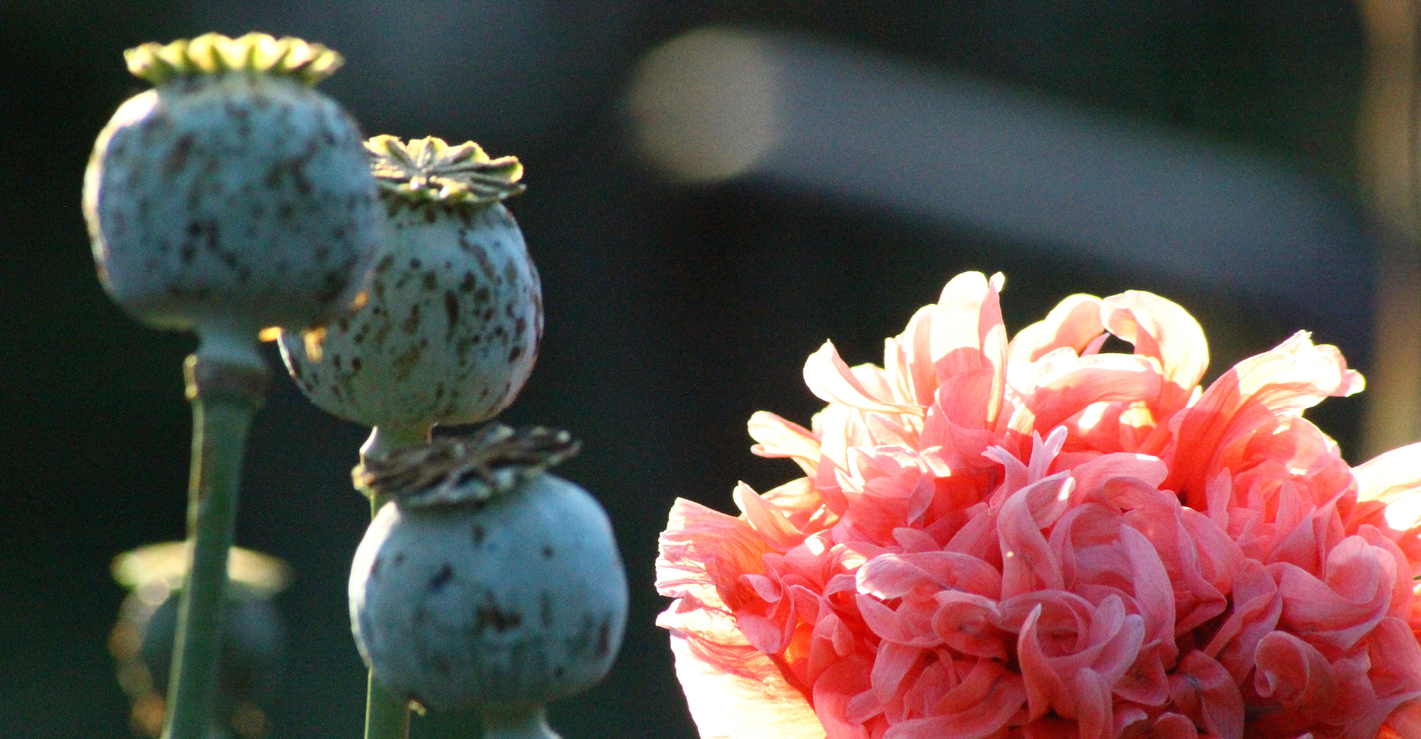 Sigma 70-300mm F4-5.6 APO DG Macro sample photo. Poppies photography