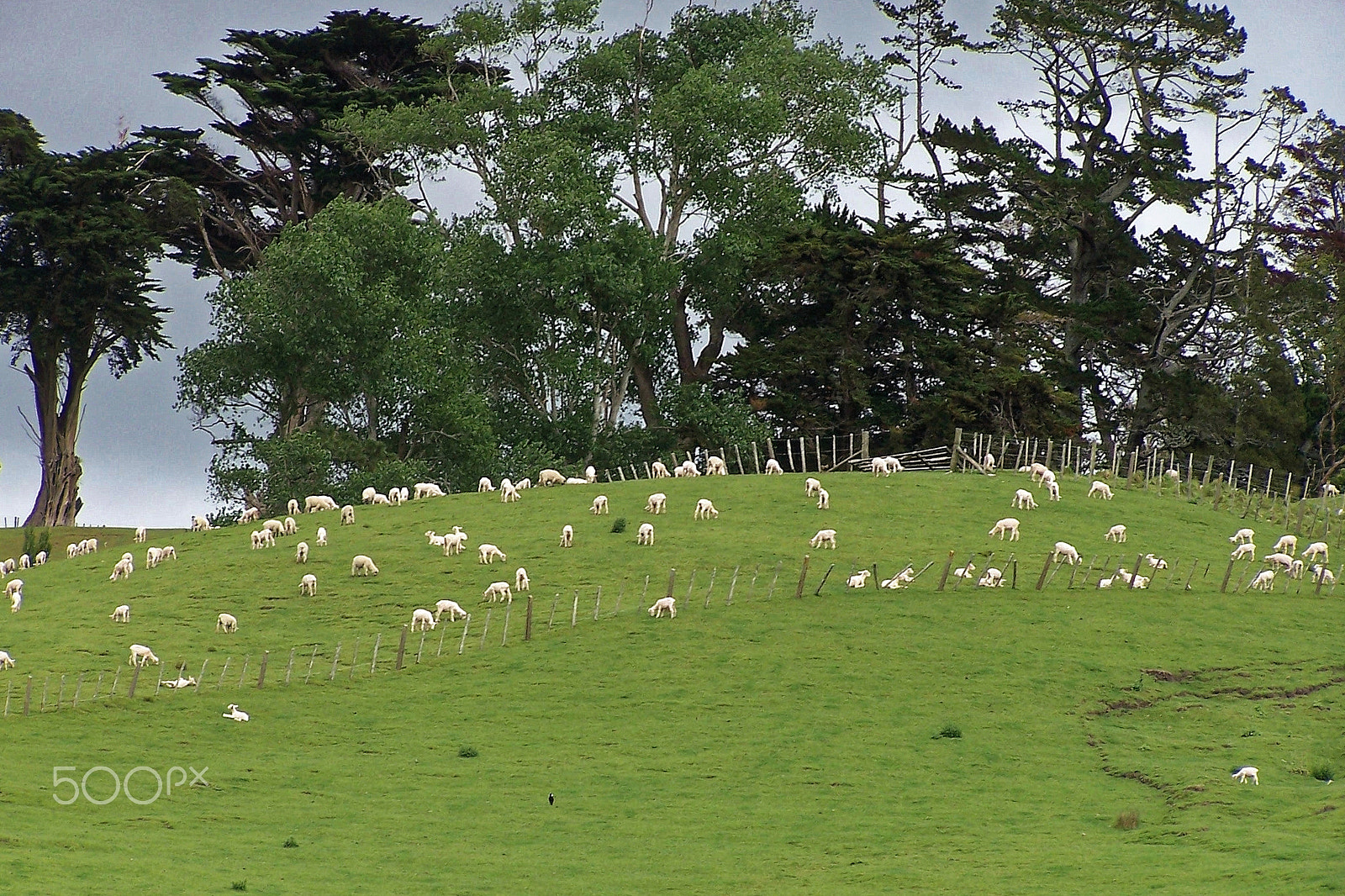 Kodak DX6490 ZOOM DIGITAL CAMERA sample photo. Sheep photography