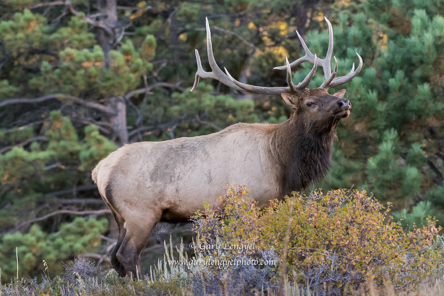 Nikon AF-S Nikkor 200-400mm F4G ED-IF VR sample photo. Bull elk photography