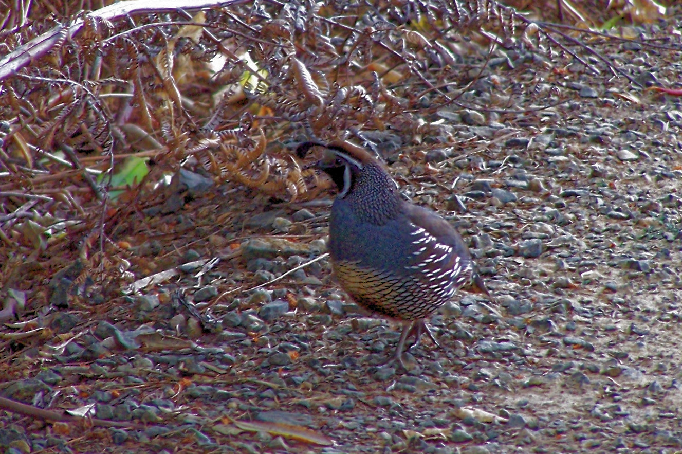 Kodak DX6490 ZOOM DIGITAL CAMERA sample photo. Bird photography