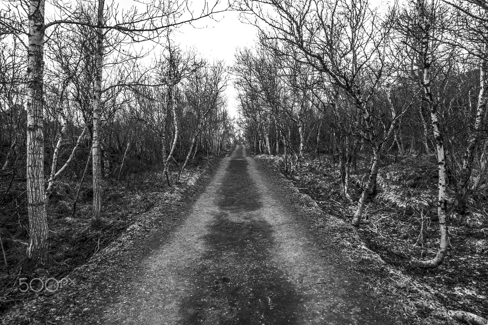 Samyang 14mm F2.8 ED AS IF UMC sample photo. Forest trail photography