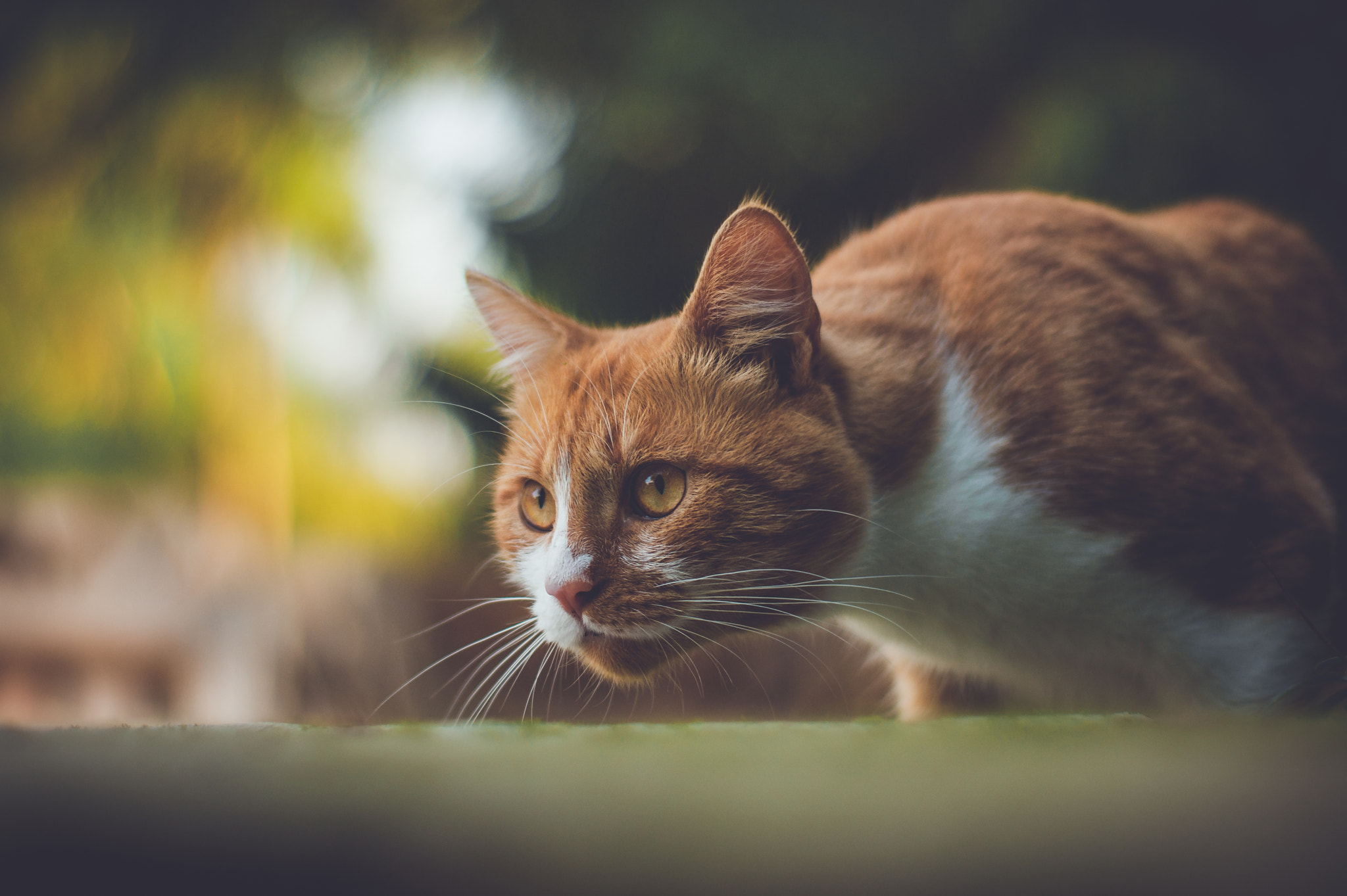 Sony 50mm F1.4 sample photo. Skupienie photography