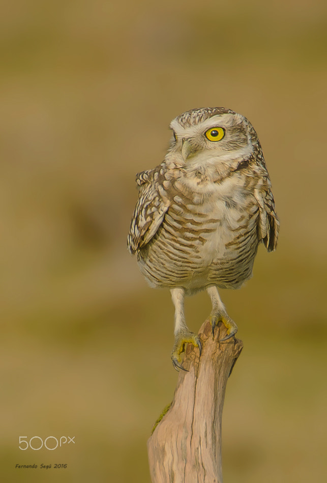 Nikon D7000 sample photo. Burrowing owl photography