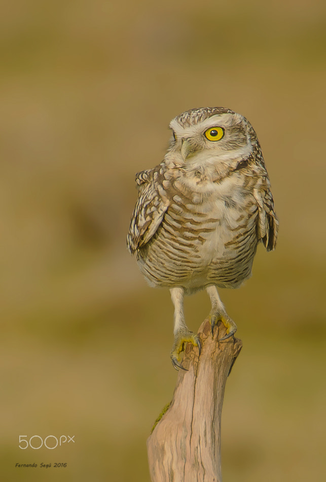 Sigma 50-500mm F4.5-6.3 DG OS HSM sample photo. Burrowing owl photography