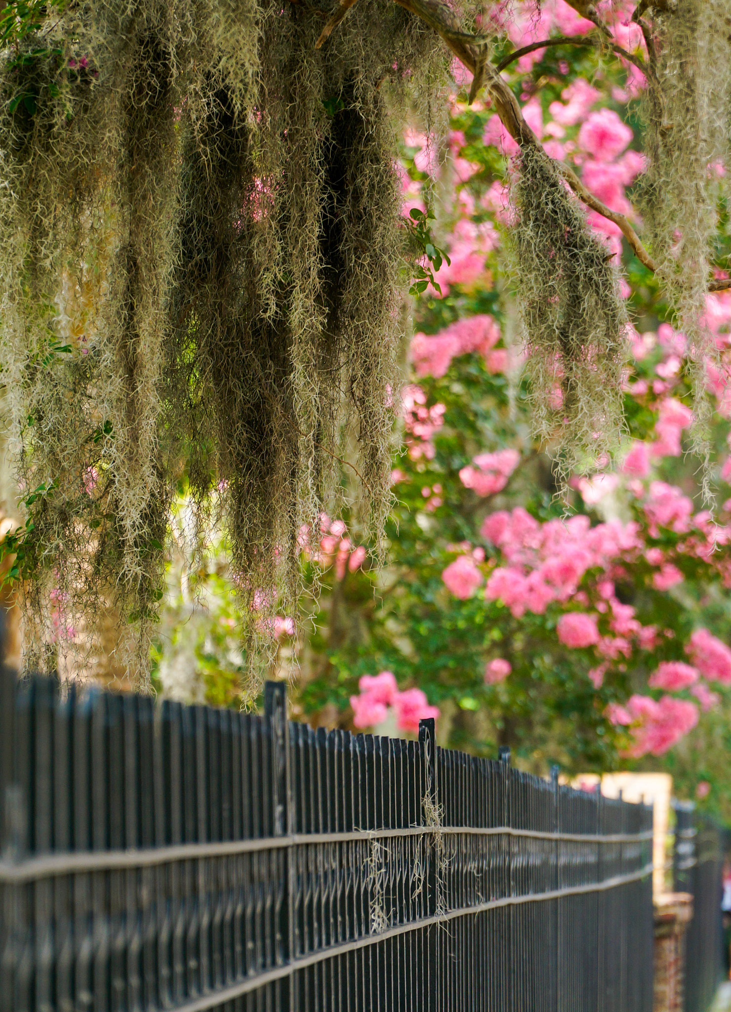 Sony Alpha NEX-6 + Sony E PZ 18-105mm F4 G OSS sample photo. Spanish moss and flowers line a fence photography
