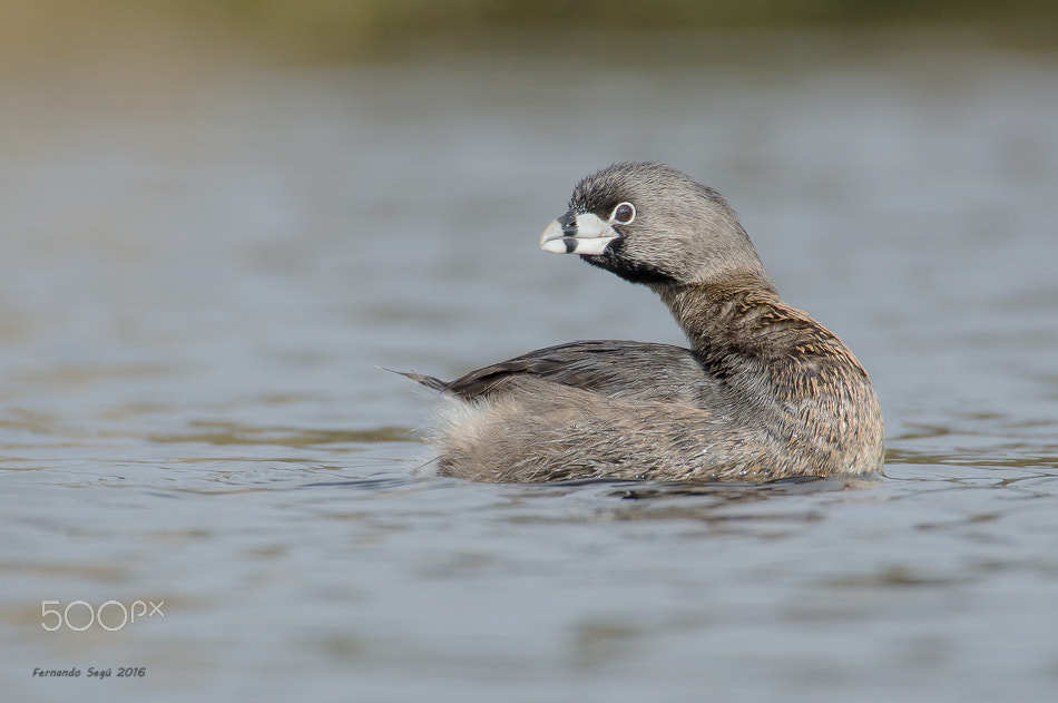 Sigma 50-500mm F4.5-6.3 DG OS HSM sample photo. Grebe photography