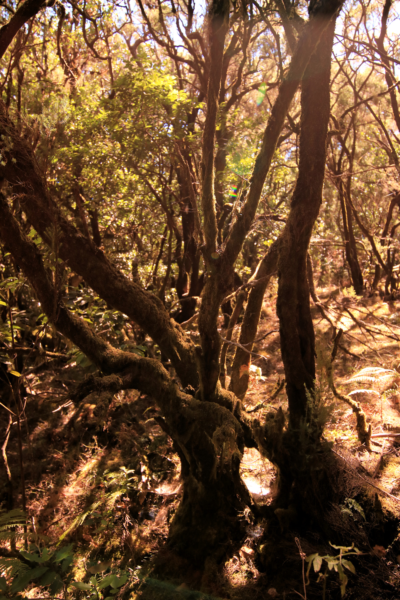 Canon EOS 750D (EOS Rebel T6i / EOS Kiss X8i) sample photo. La gomera5 photography