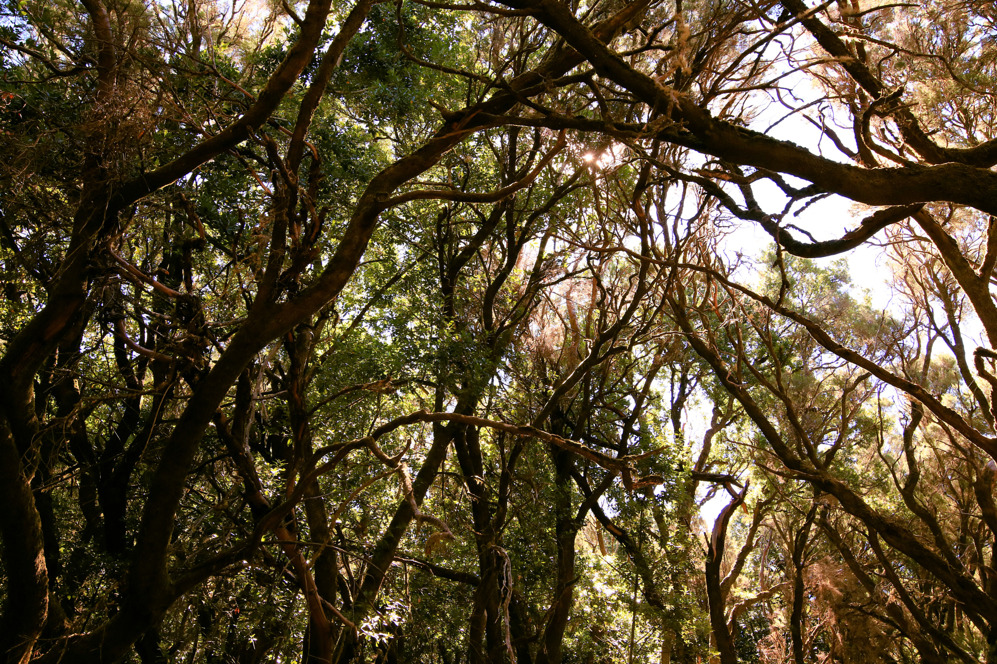 Canon EOS 750D (EOS Rebel T6i / EOS Kiss X8i) sample photo. La gomera1 photography