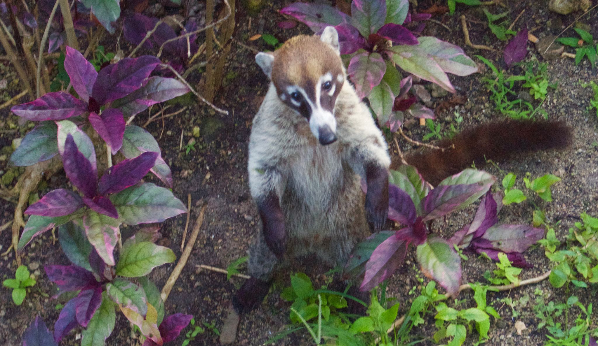 Sony SLT-A77 + Minolta AF 28-85mm F3.5-4.5 New sample photo. Grand serenis resort coatis photography