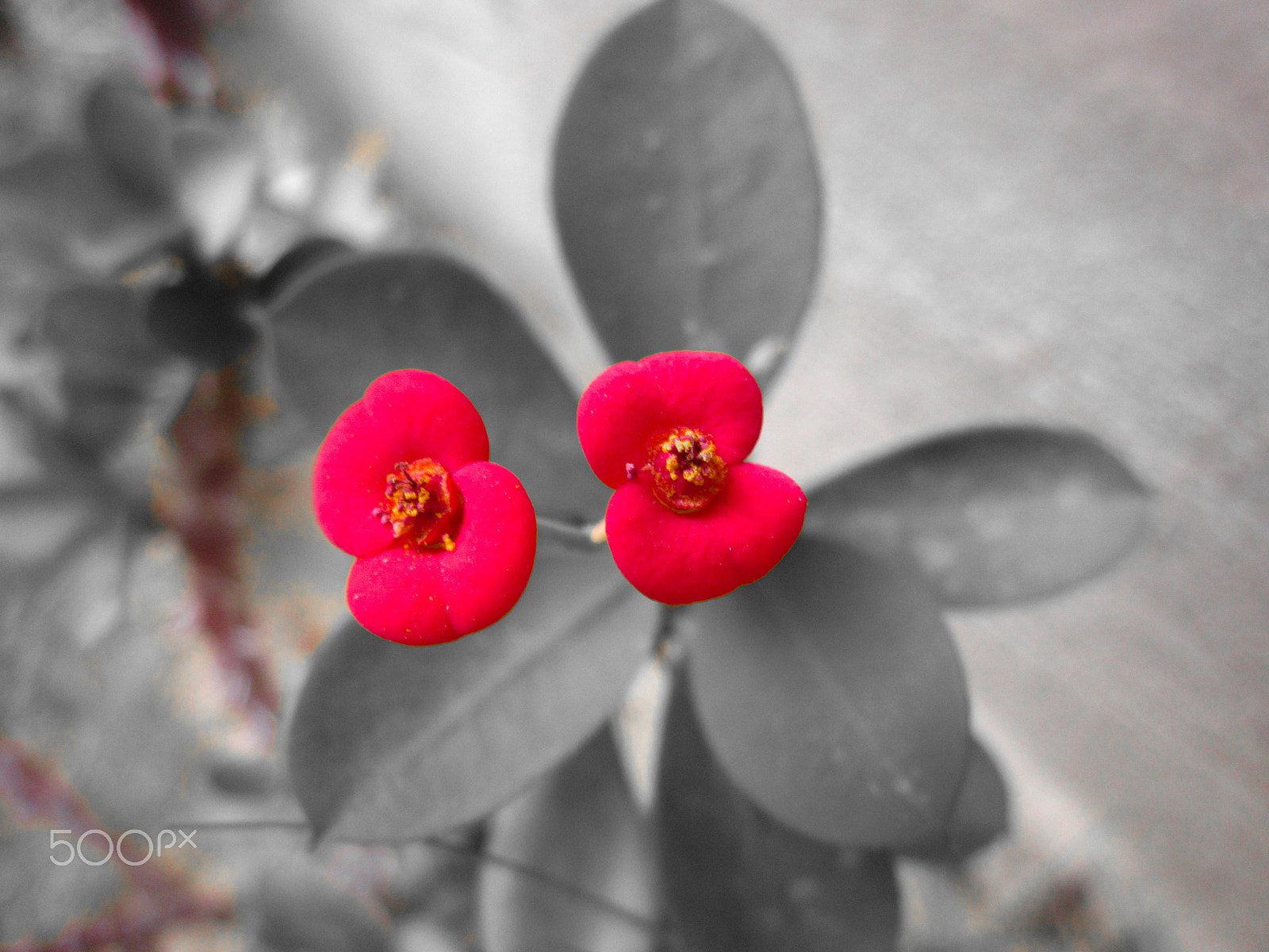 Canon PowerShot A1200 sample photo. Red flowers in a grey world photography