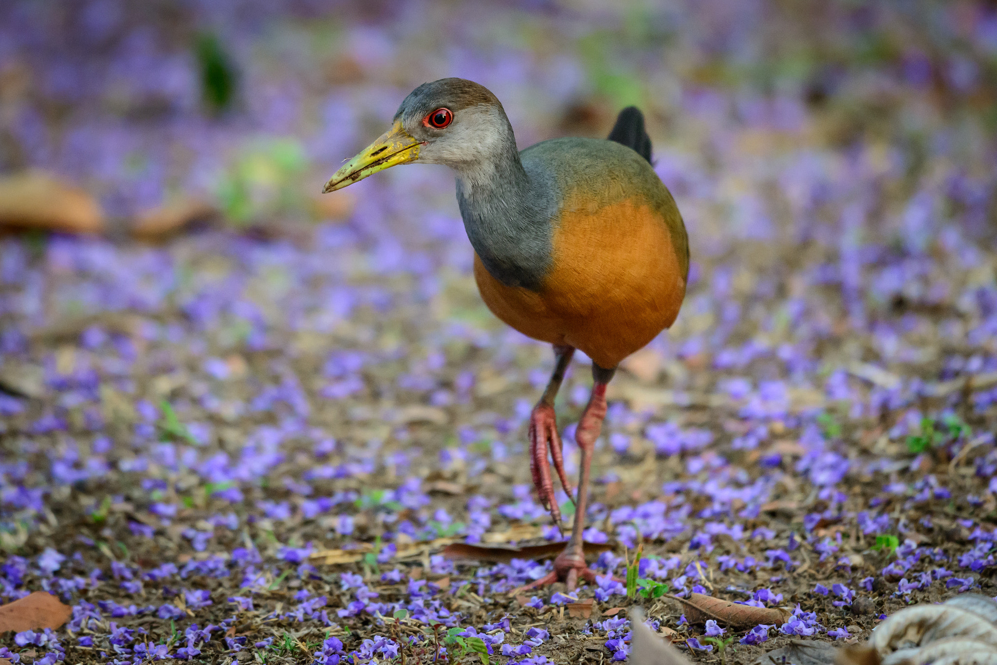 Nikon D800 + Nikon AF-S Nikkor 500mm F4G ED VR sample photo. Walking on violet flowers  photography