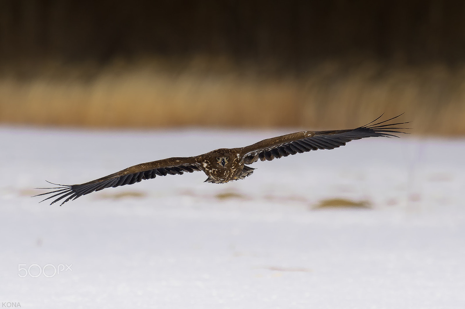 Nikon D3 + Nikon AF-S Nikkor 400mm F2.8G ED VR II sample photo. オジロ鷲 photography