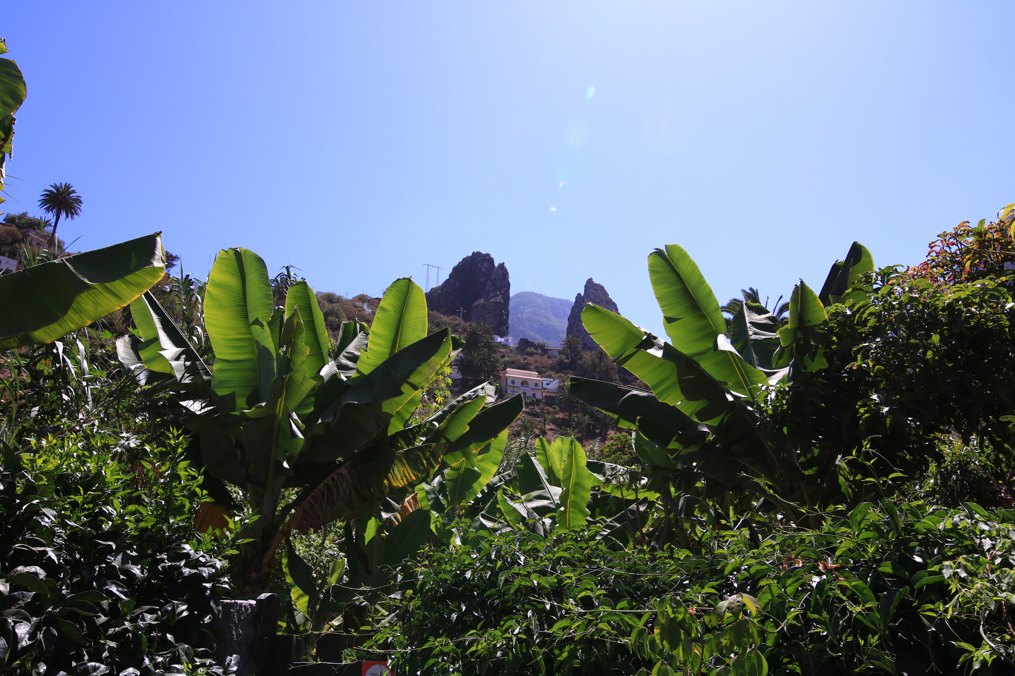 Canon EOS 750D (EOS Rebel T6i / EOS Kiss X8i) + Canon EF 300mm f/2.8L sample photo. La gomera7 photography