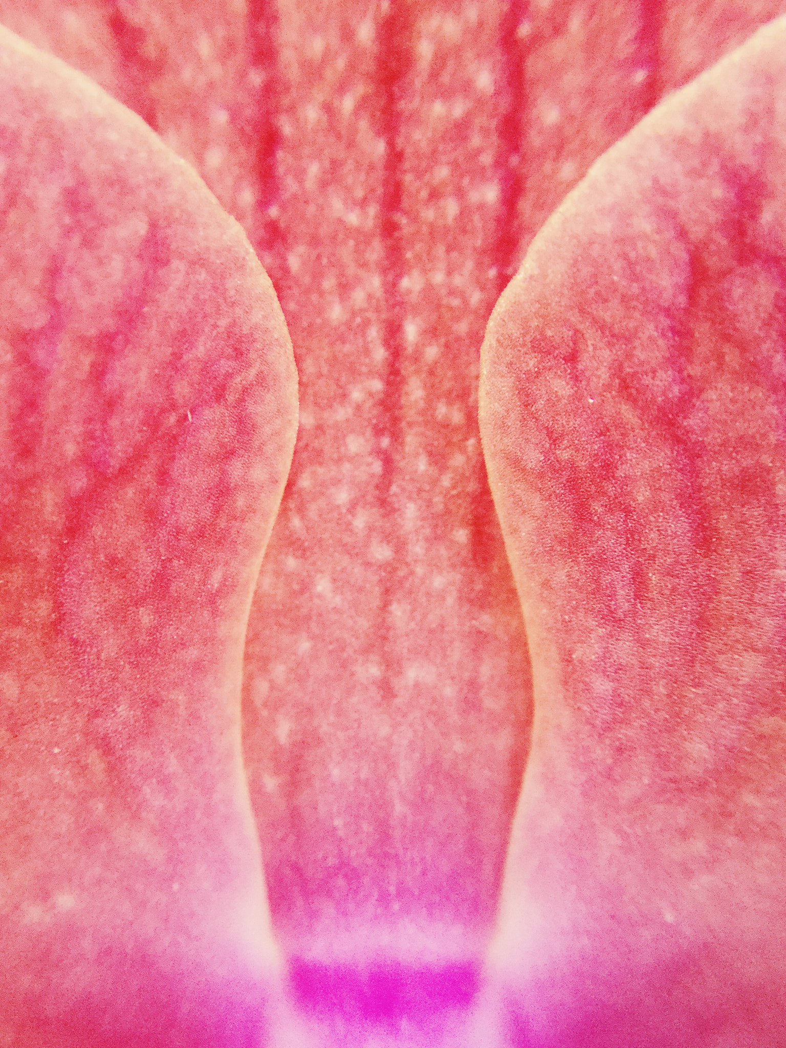 Apple iPod7,1 sample photo. Macro of an orchid. photography