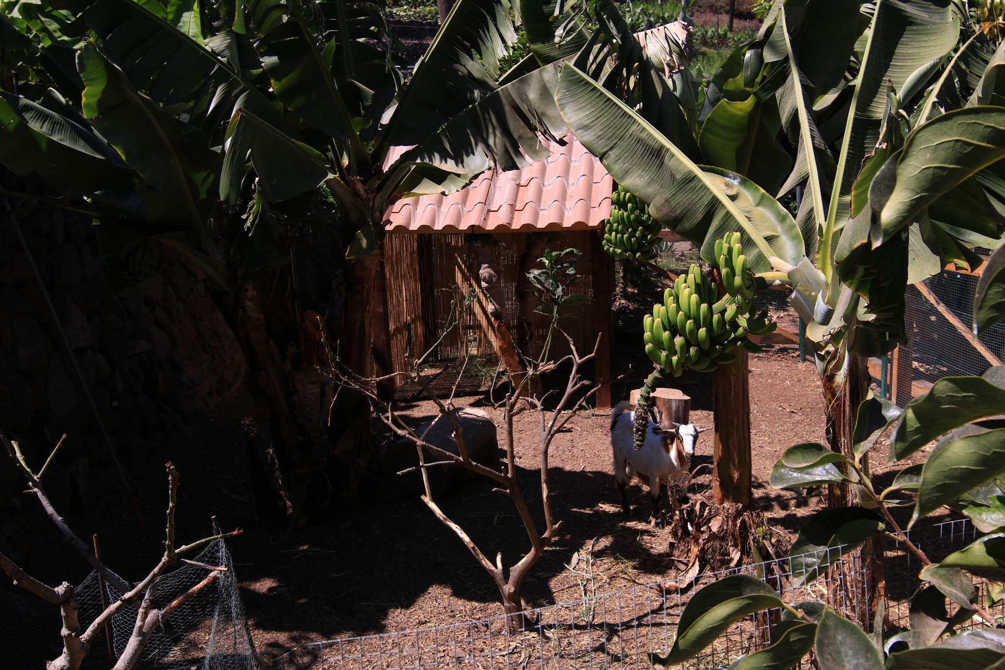 Canon EOS 750D (EOS Rebel T6i / EOS Kiss X8i) + Canon EF 300mm f/2.8L sample photo. La gomera8 photography