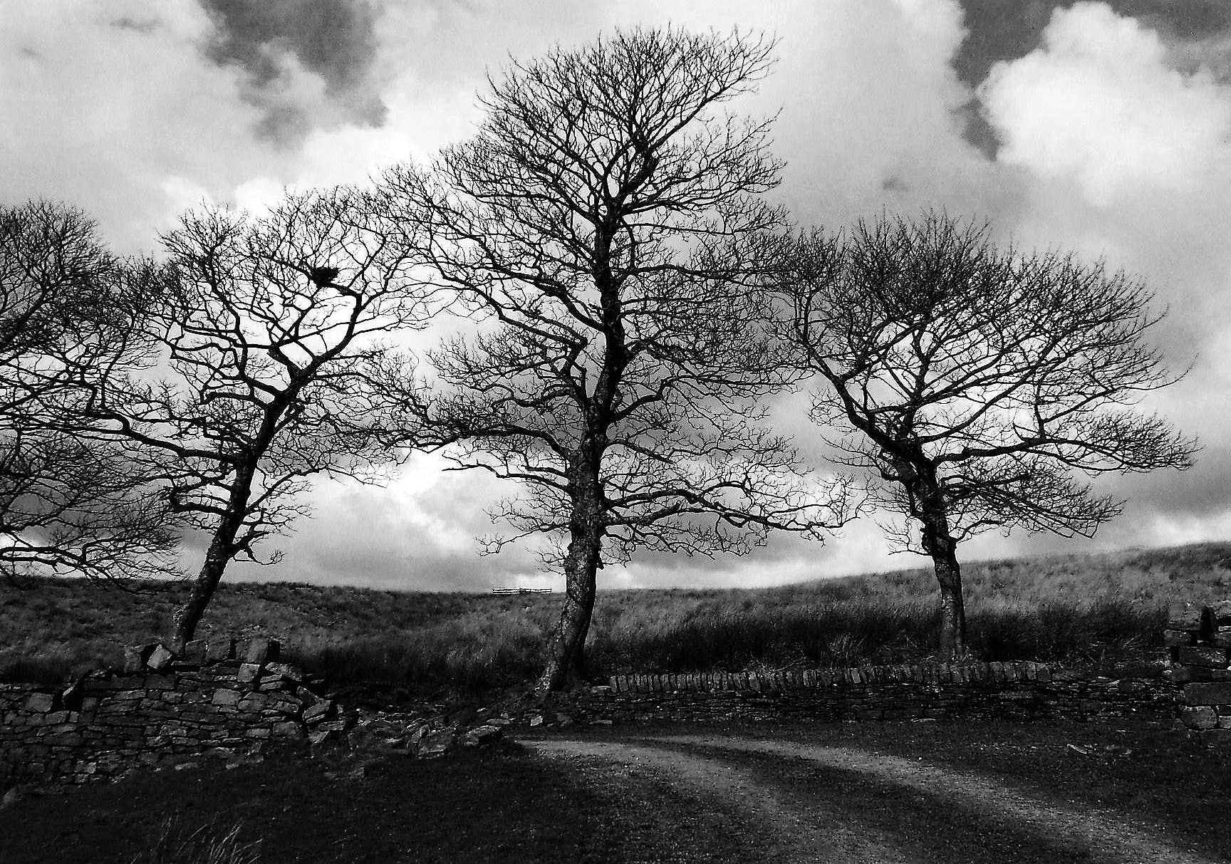 Fujifilm FinePix JZ200/JZ210 sample photo. Three trees photography