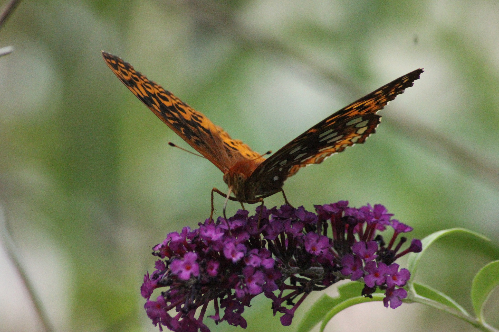 Sigma 70-300mm F4-5.6 APO DG Macro sample photo. Fading photography